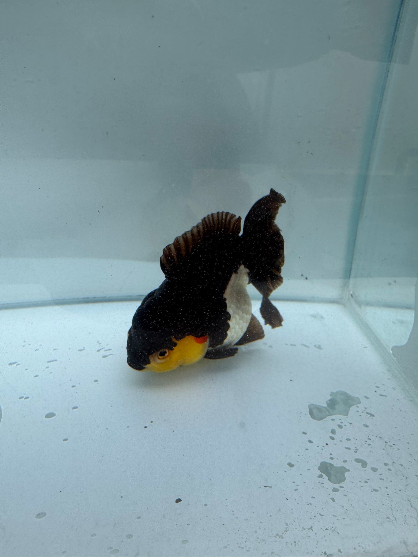 Panda/tricolour Oranda direct from Nana fish farm