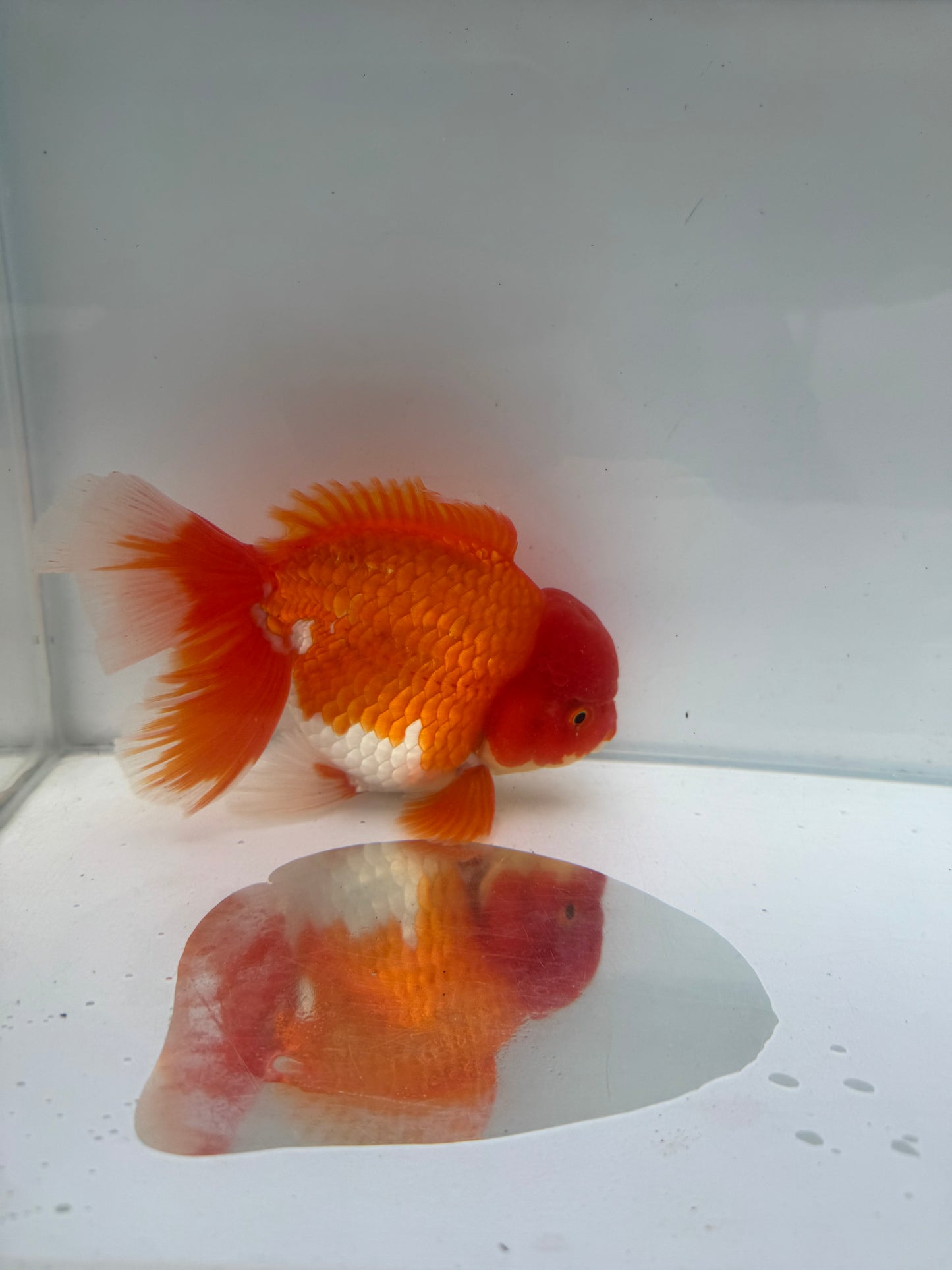 Red&white Oranda. WVF292