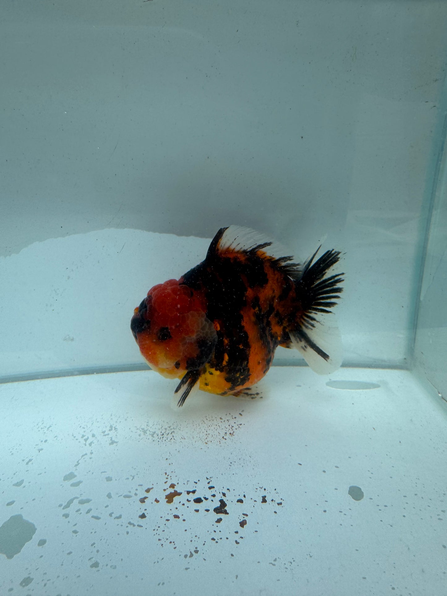 Red Tiger Oranda direct from Meng Lee. WVF219