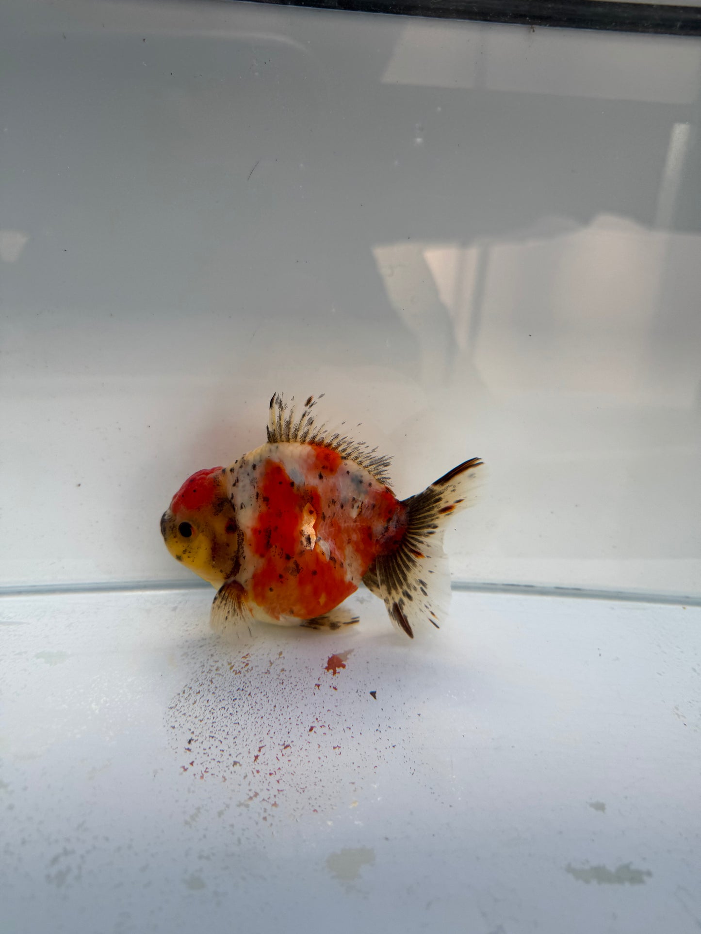 Calico shogun Oranda WVF328 direct from Jack shogun