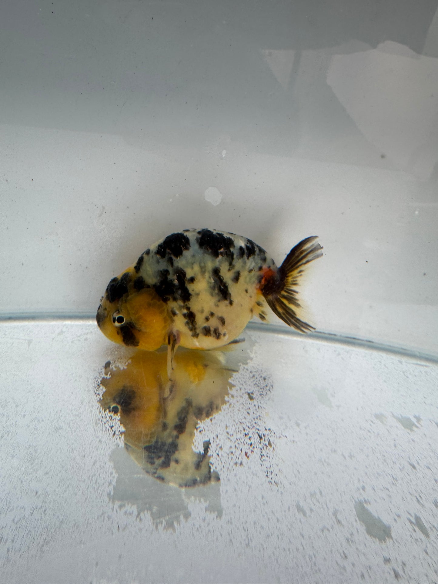 Cow Ranchu. WVF310