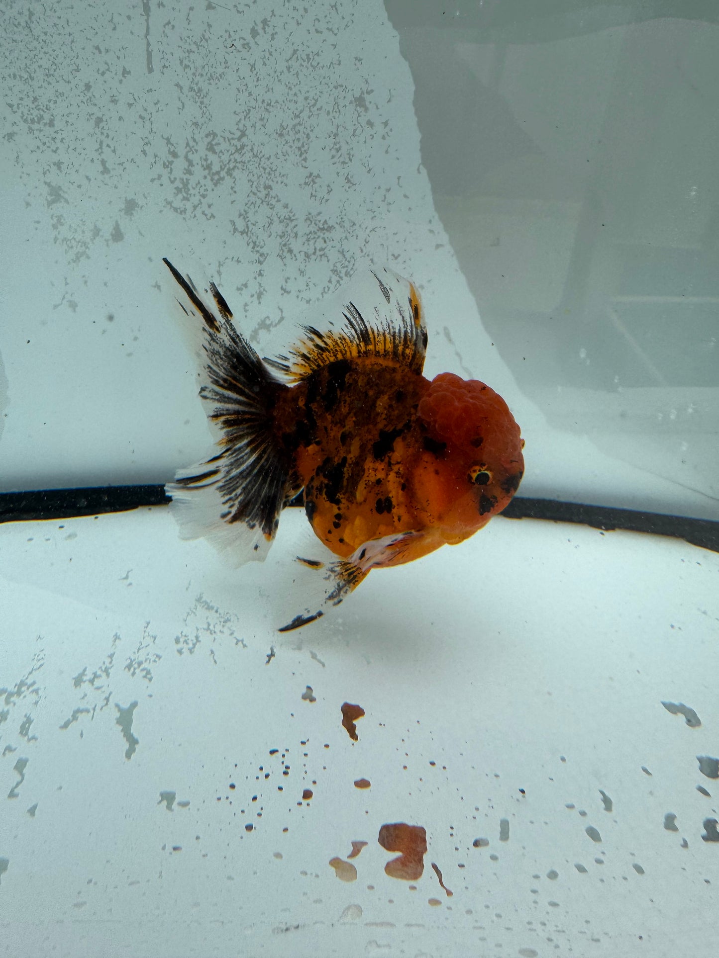 Red tiger Oranda. WVF1123