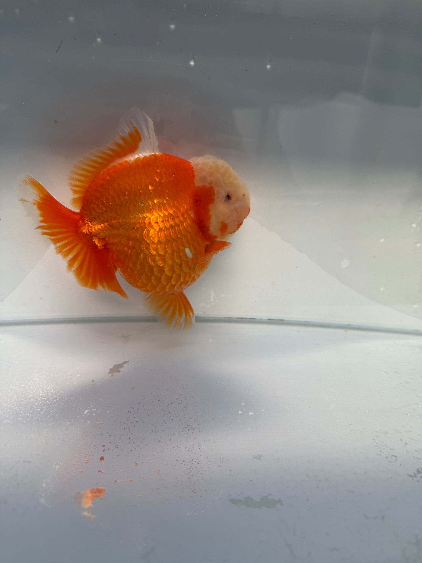 Red&white shogun Oranda. WVF334 direct from Jack shogun