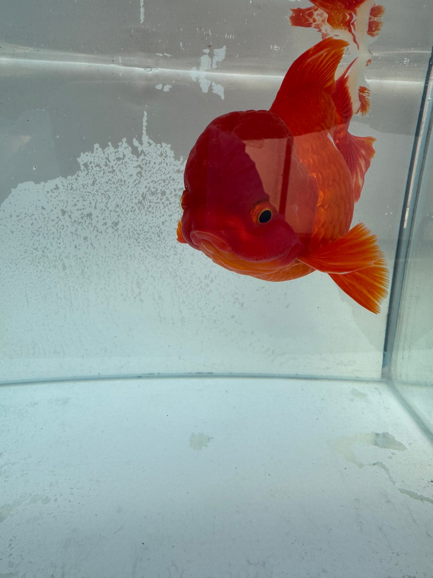 Red&white Oranda. WVF363