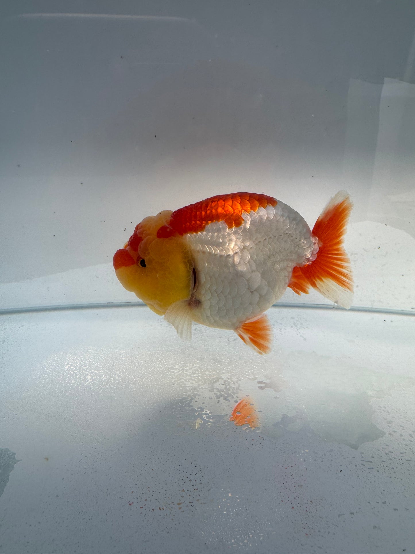Red&white Ranchu. WVF105
