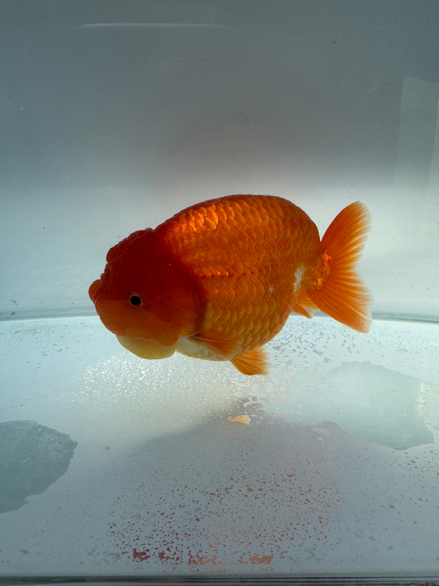 Red&white Ranchu. WVF107