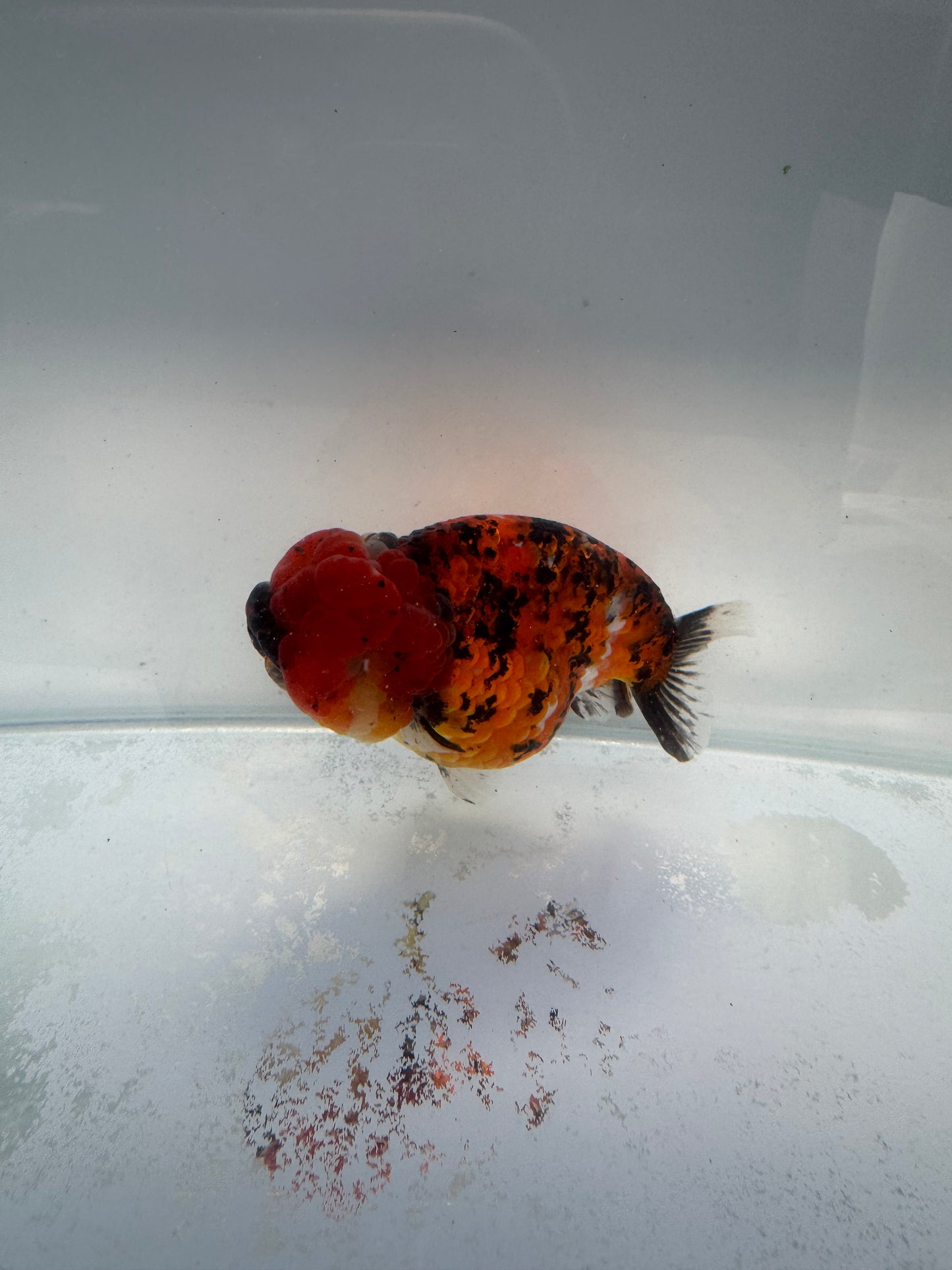 Calico Ranchu. WVF165. Direct from Meng Lee