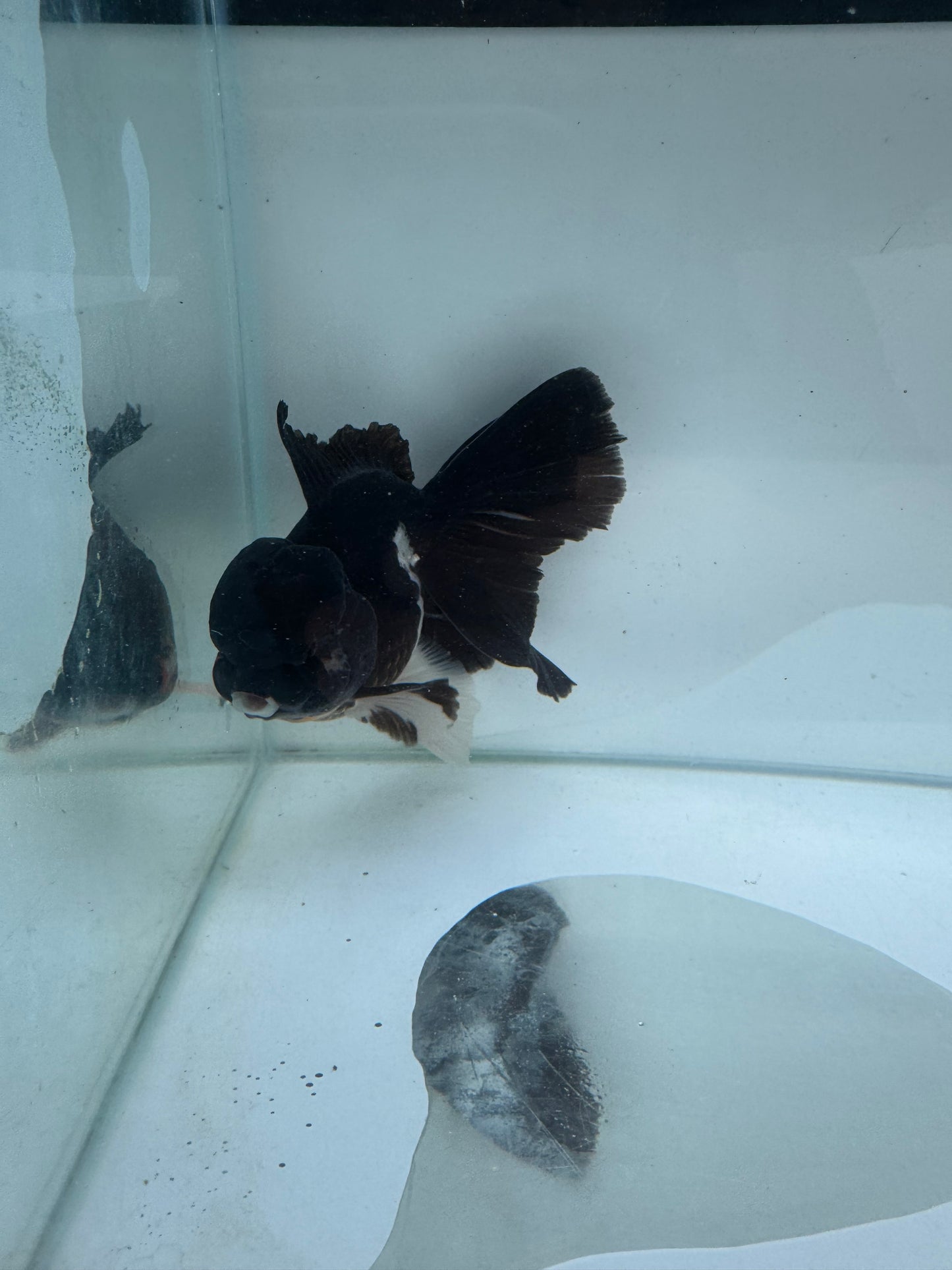 Panda/ Tricolour Oranda. WVF294