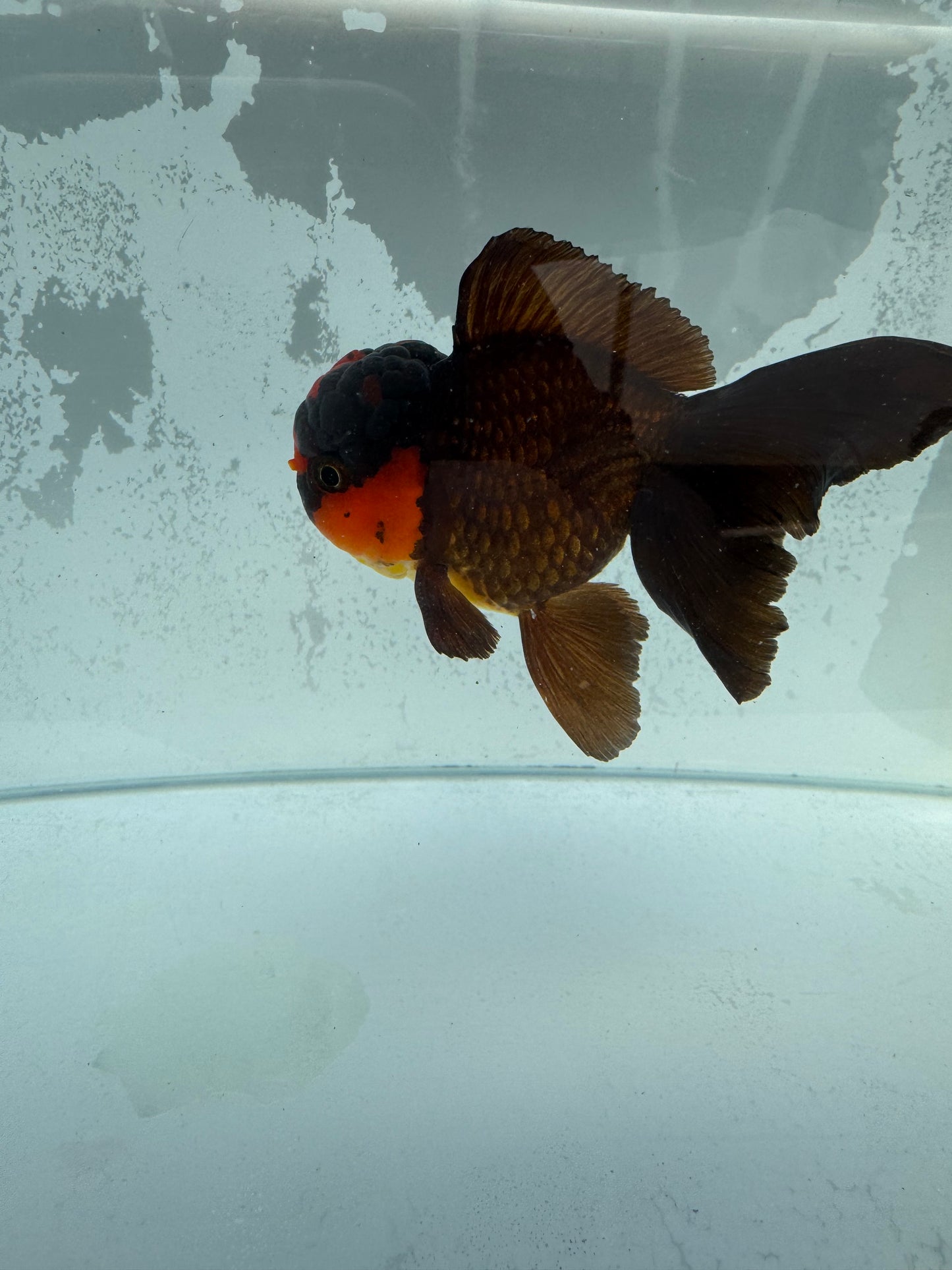 Red/ bronze Oranda WVF354