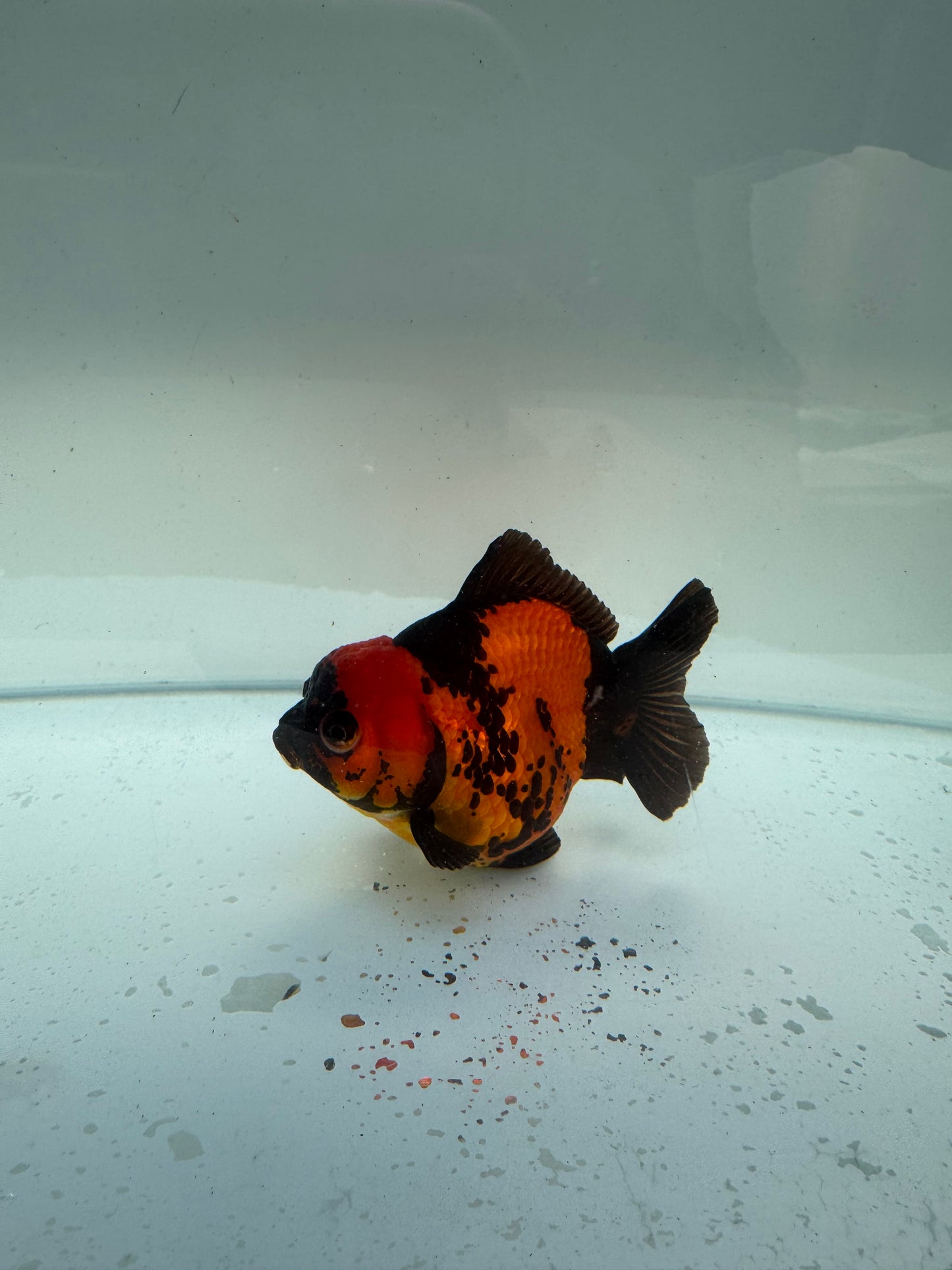 Short tail Apache Oranda. WVF258 Direct from Nana farm
