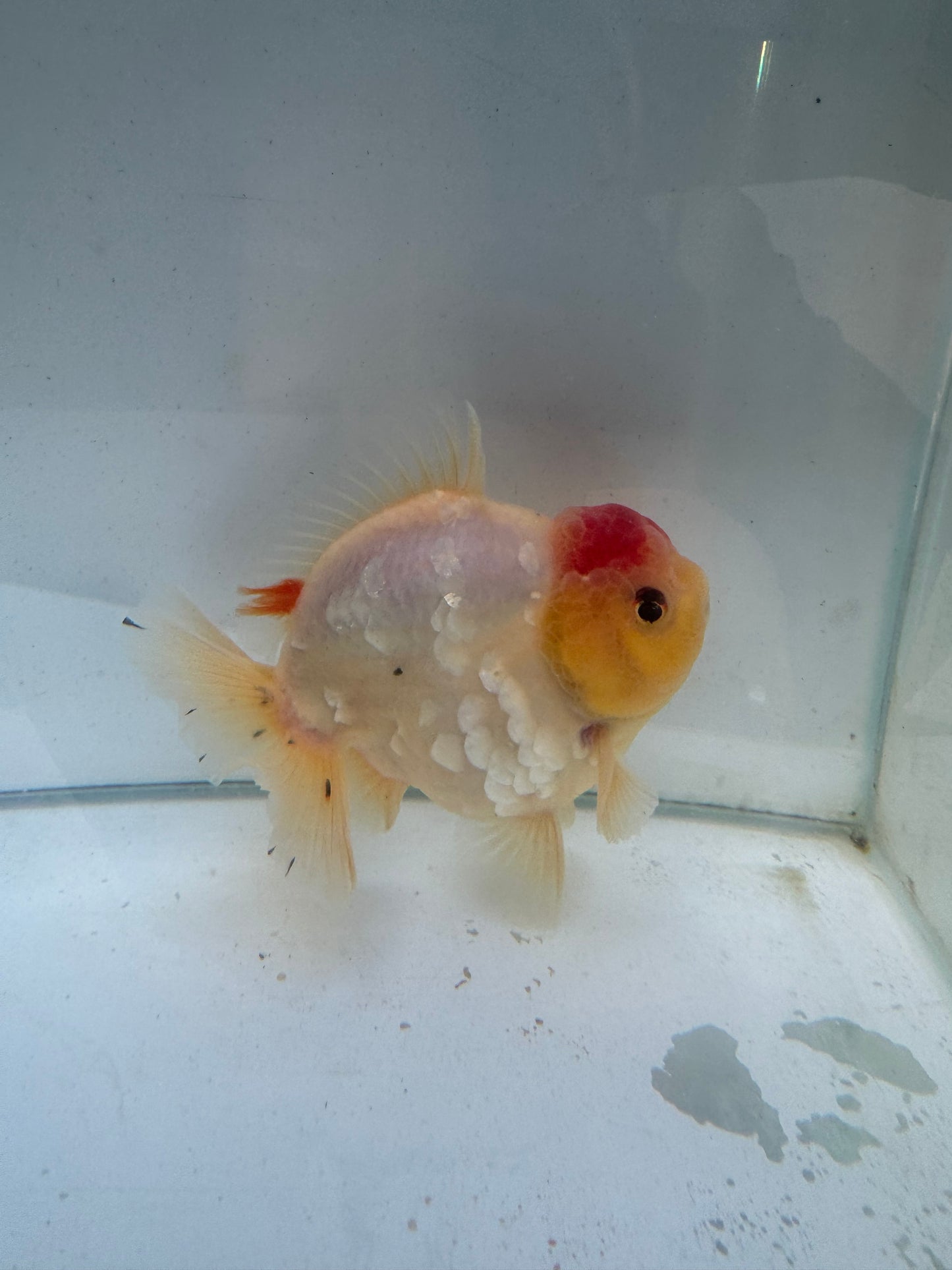 New generation short tail oranda. WVF298