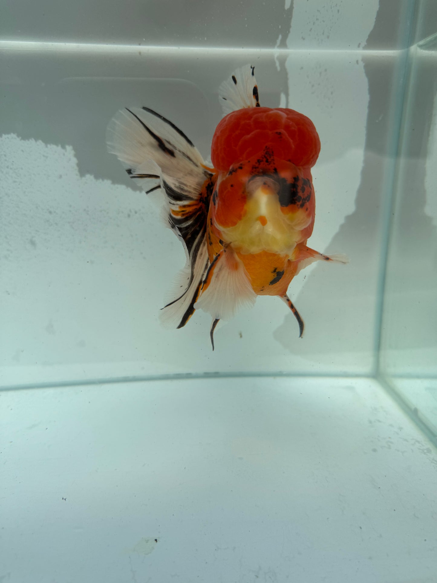 Calico Oranda. WVF345
