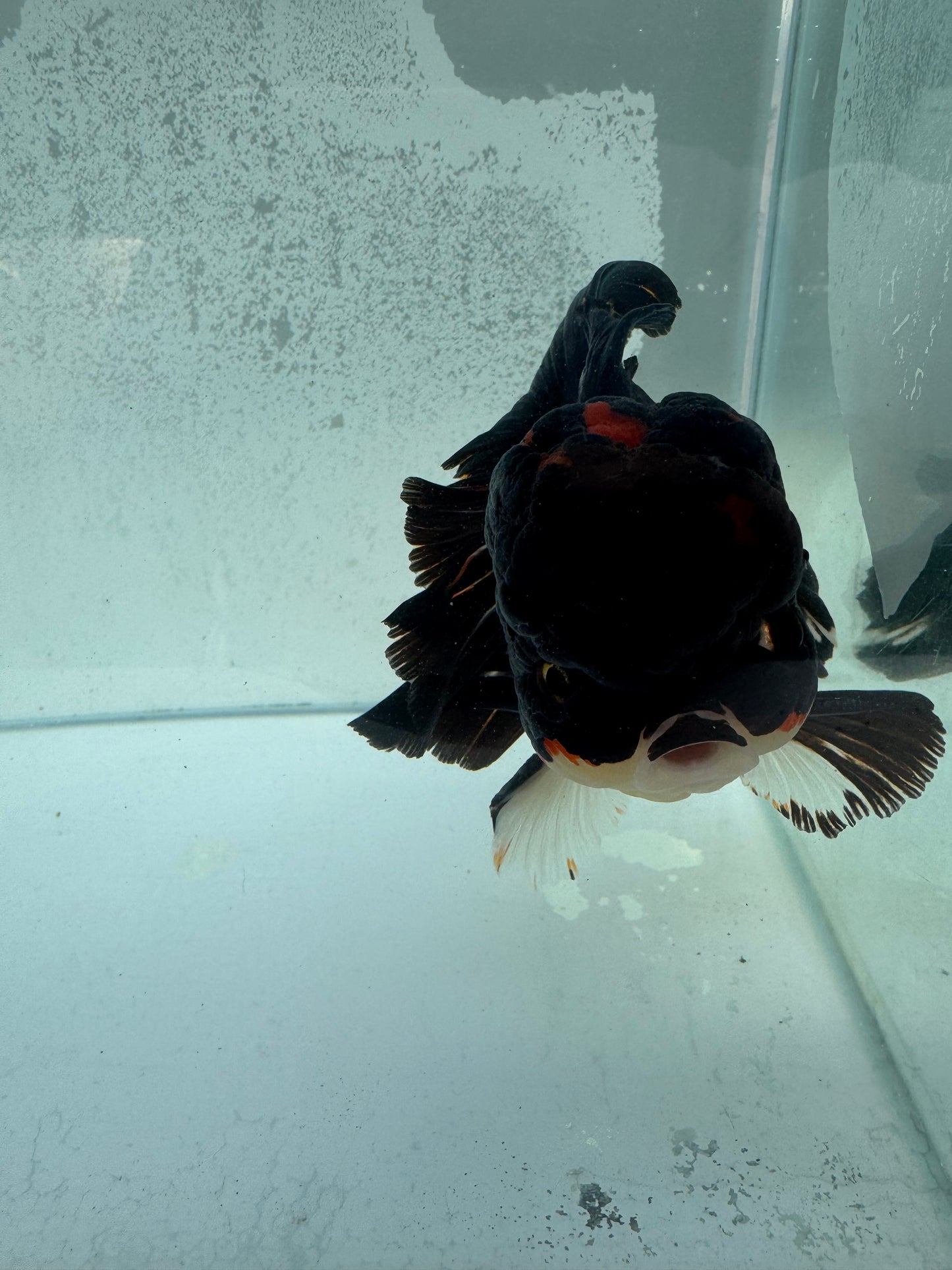 Tricolour Oranda. WVF368