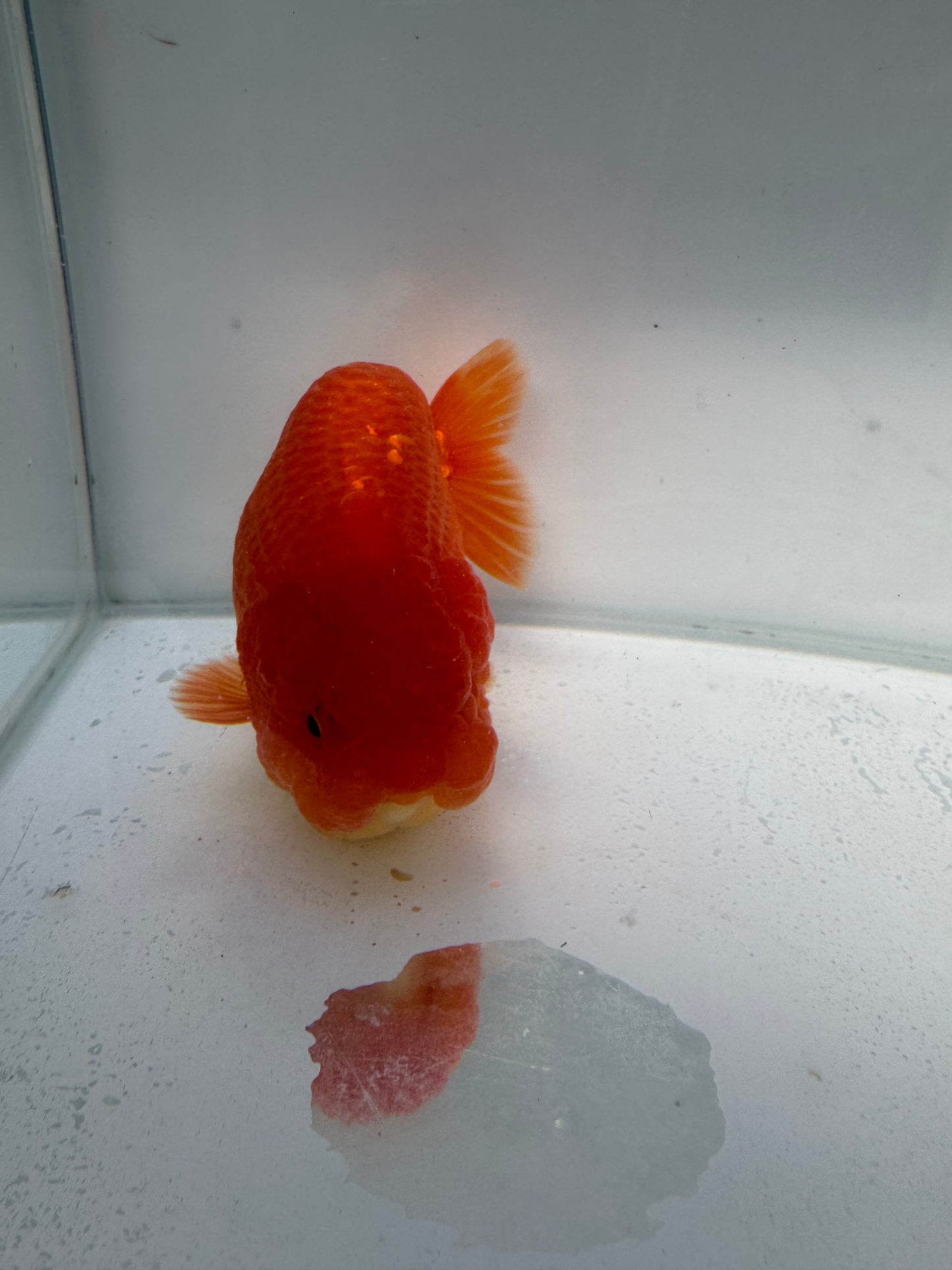 Red&white lionchu. WVF109