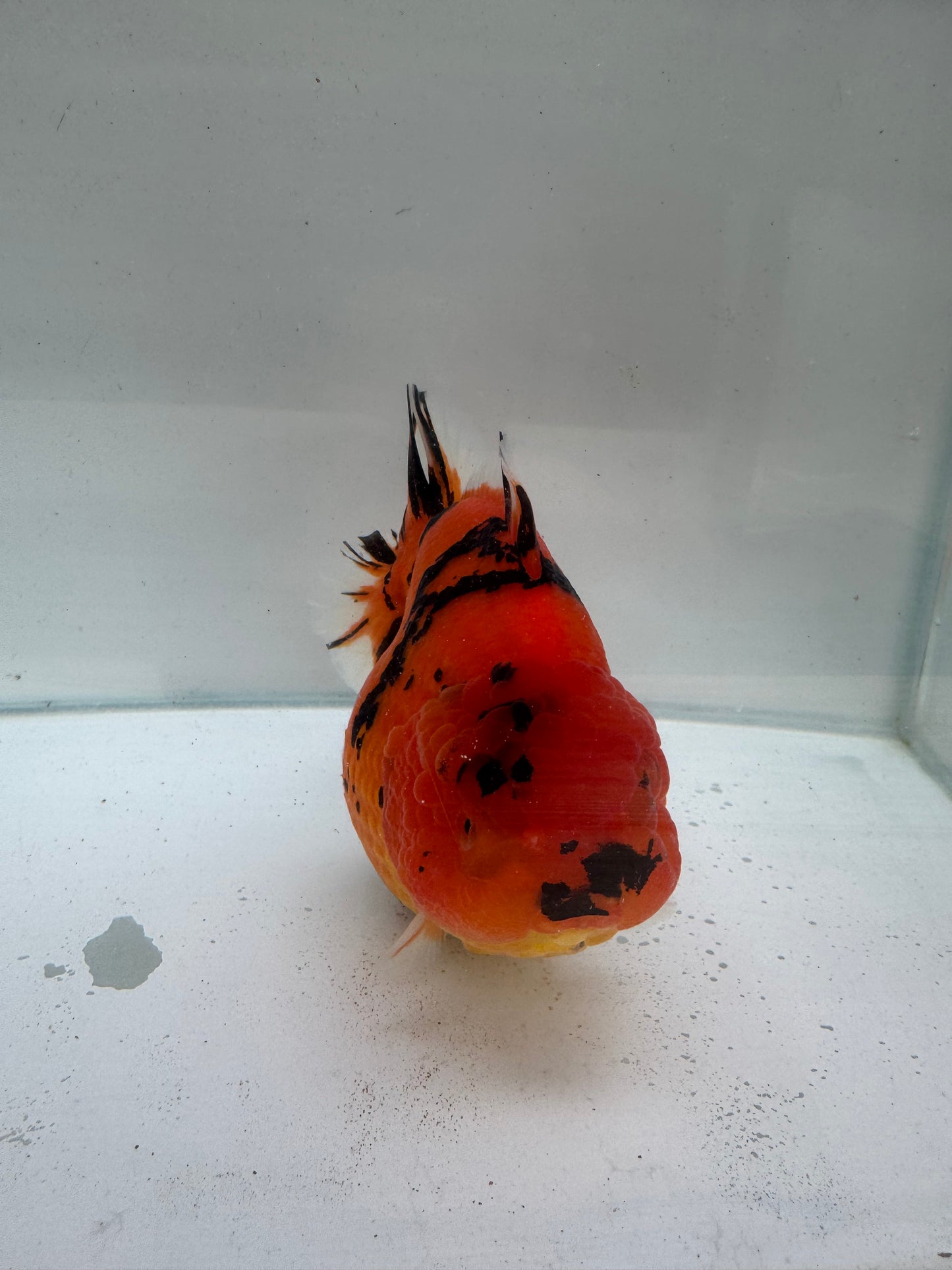 Red Tiger Oranda. WVF248 direct from Meng Lee