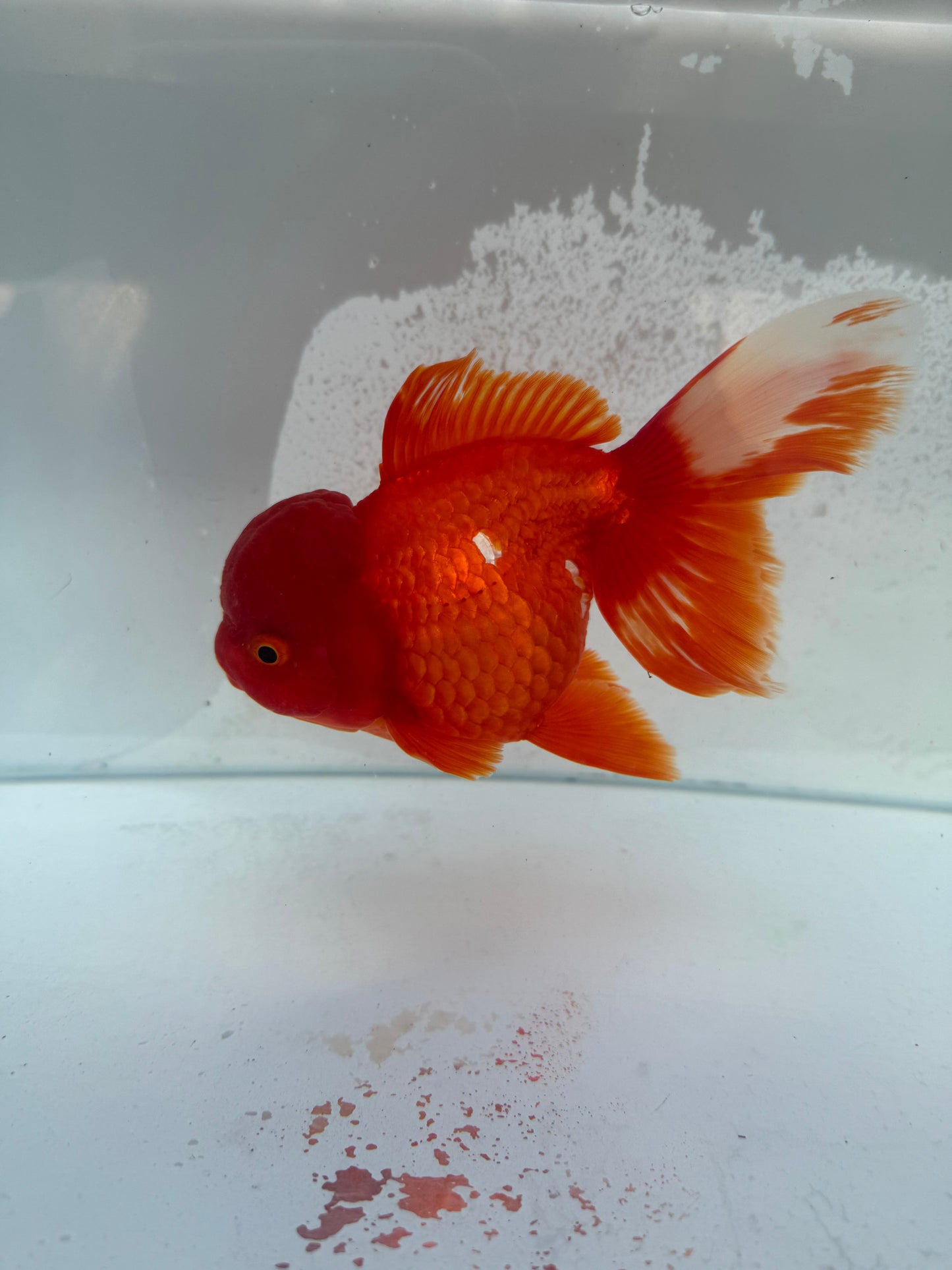 Red&white Oranda. WVF363