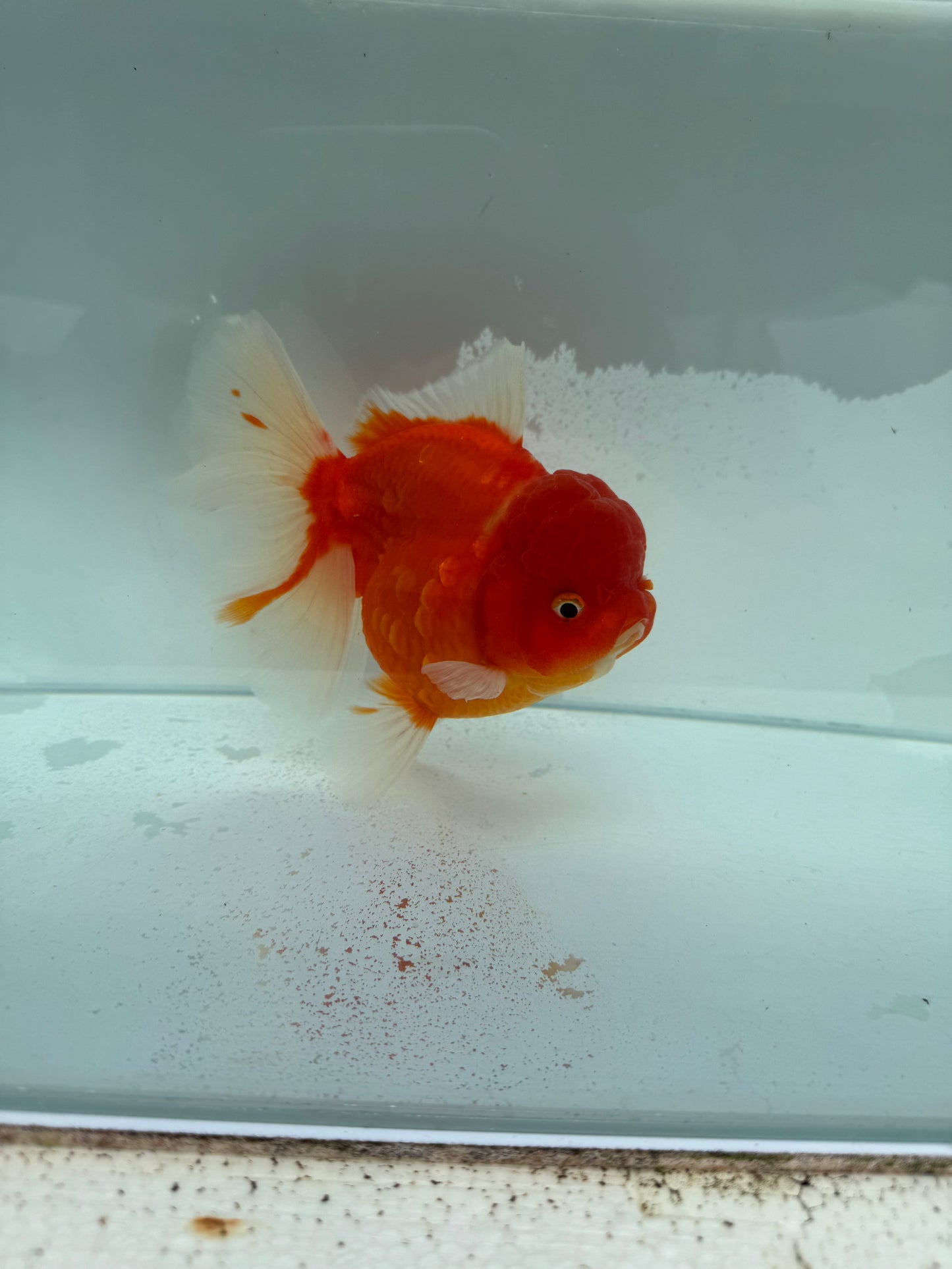 Sakura Oranda. WVF343