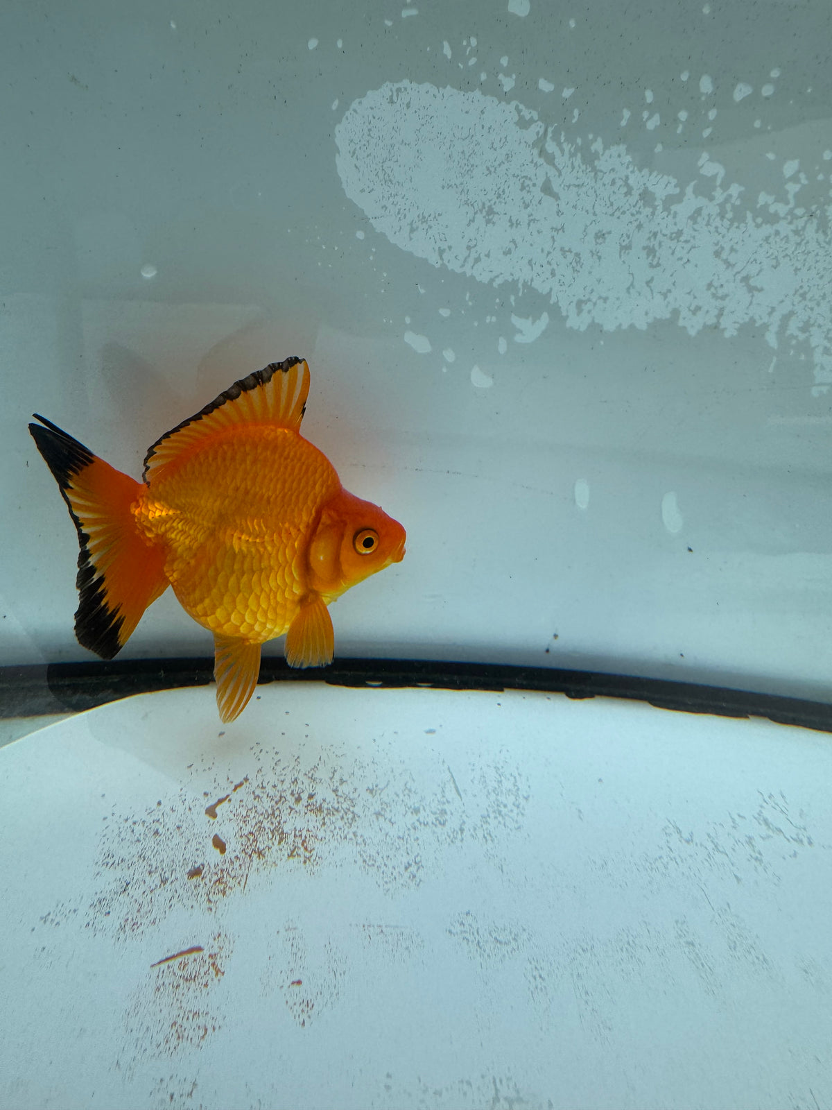 Red Ryukin. WVF970