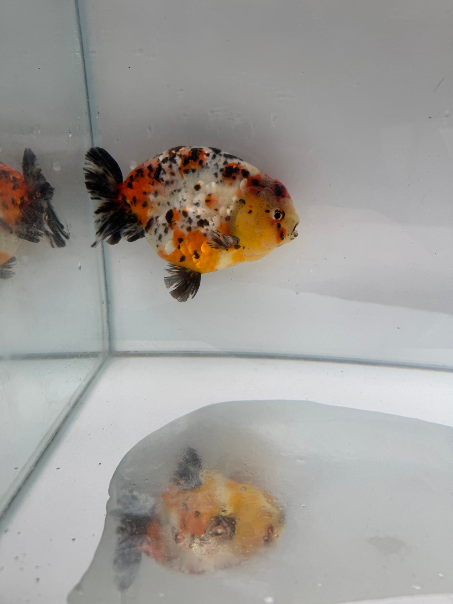 Calico Ranchu. WVF2120