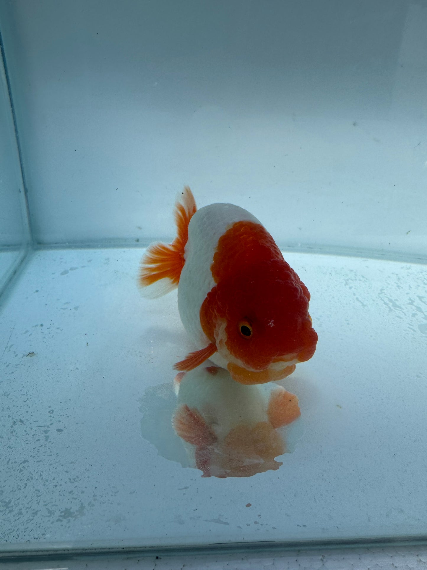 Red&white lionchu. WVF110