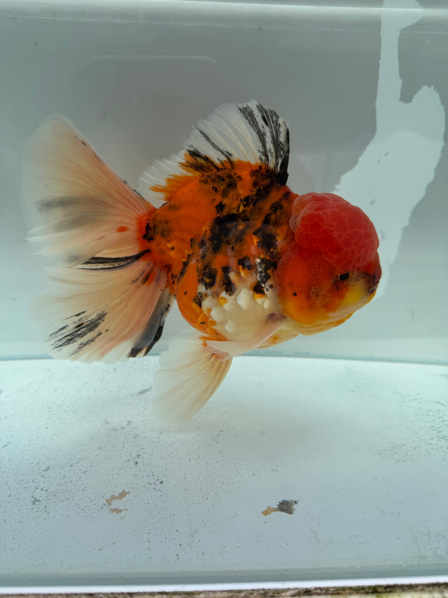 Calico Oranda. WVF340
