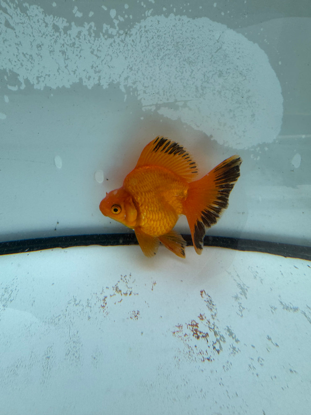 Red Ryukin. WVF973