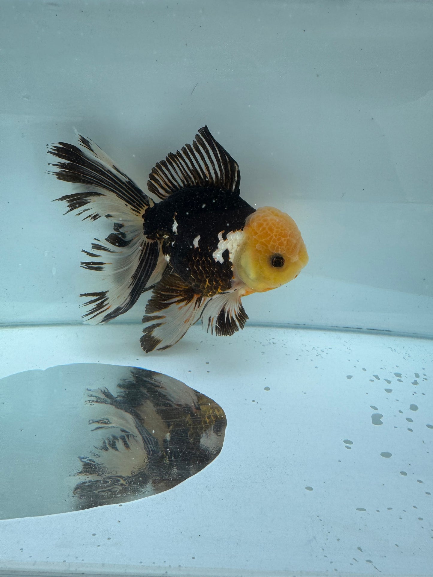 Panda/Tricolour Oranda. WVF303