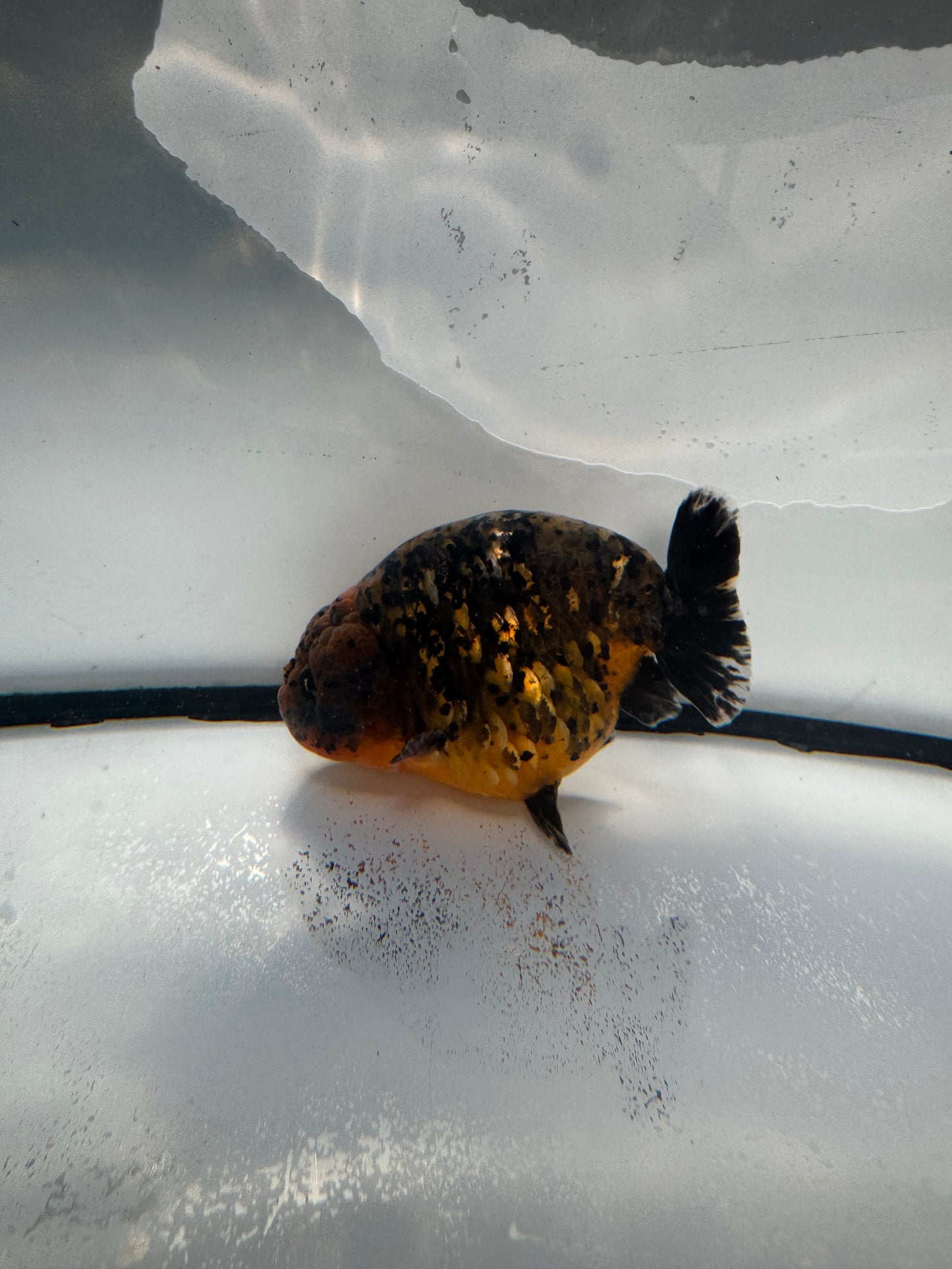 Calico/kirin Ranchu. WVF1040