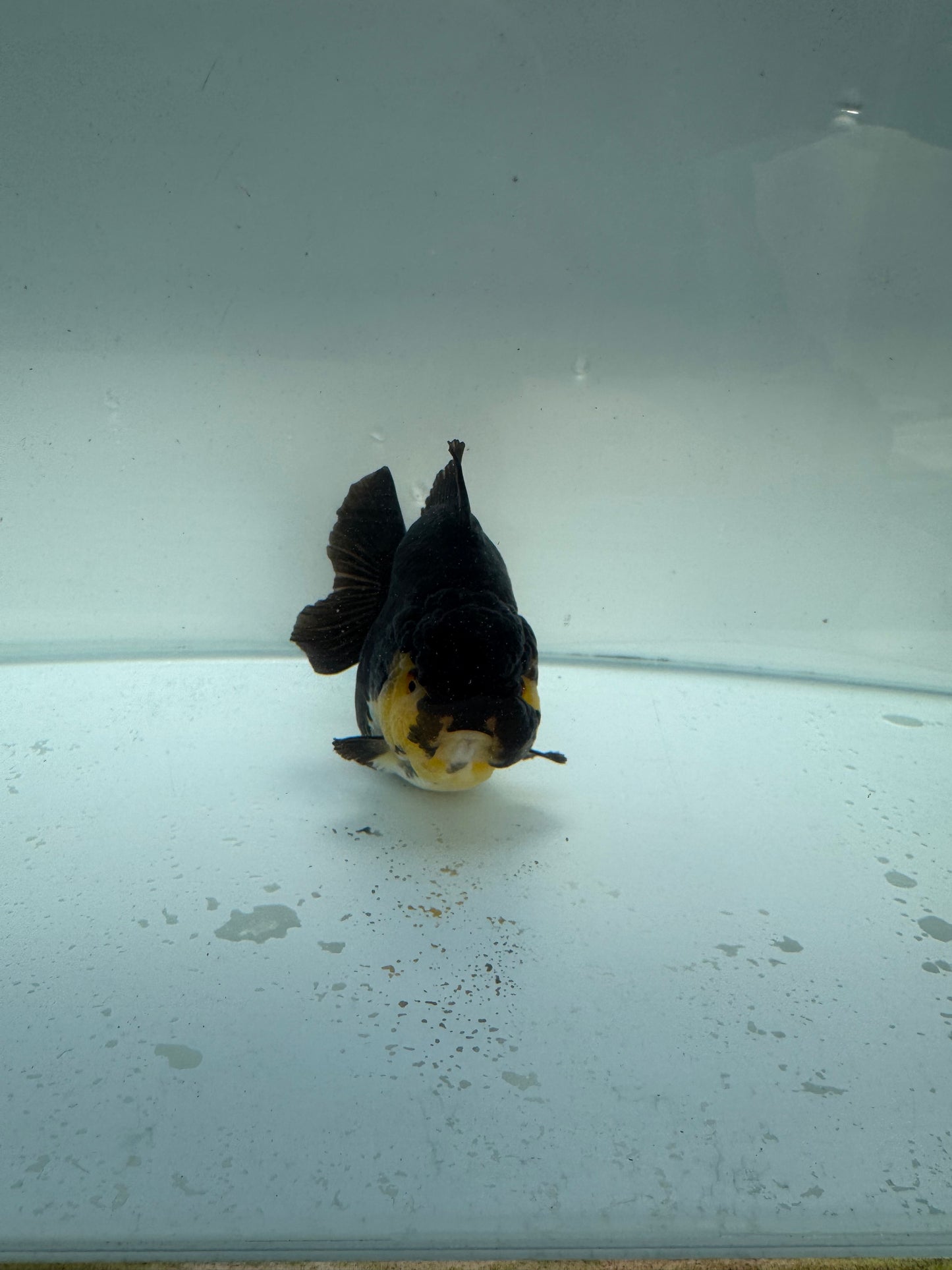 Short tail panda/tricolour. WVF262. Direct fron Nana Farm