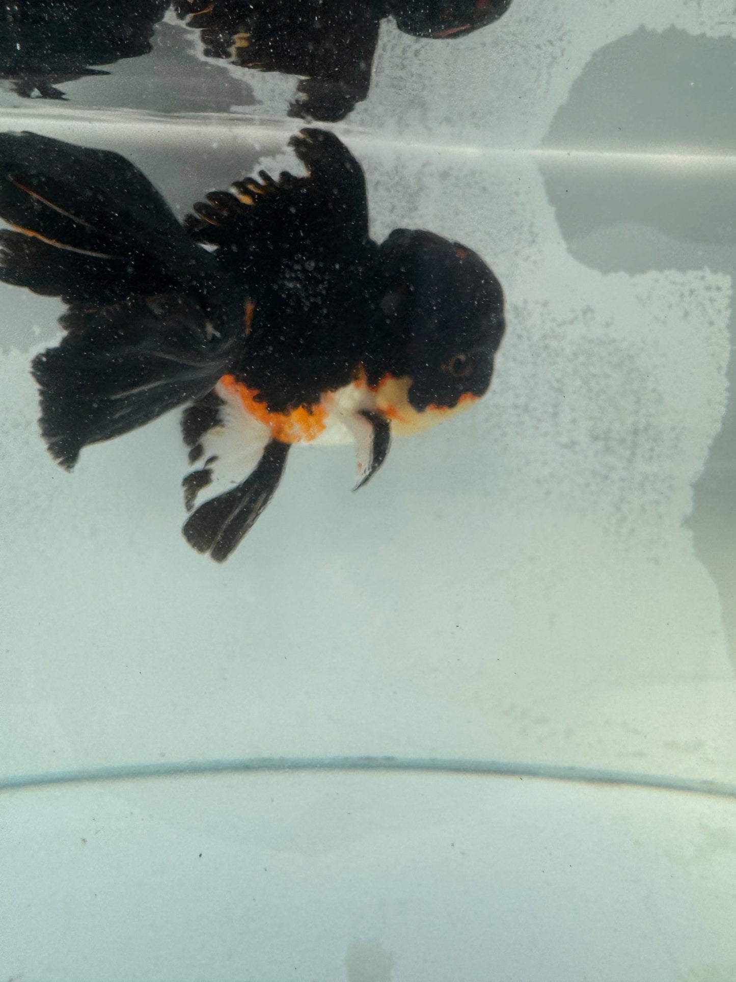 Tricolour Oranda. WVF368