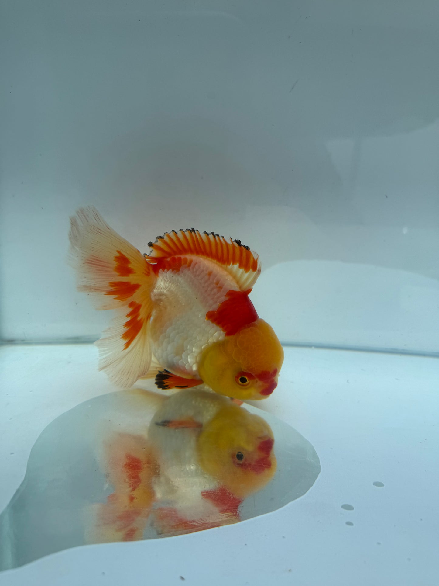 Red&white Oranda. WVF295