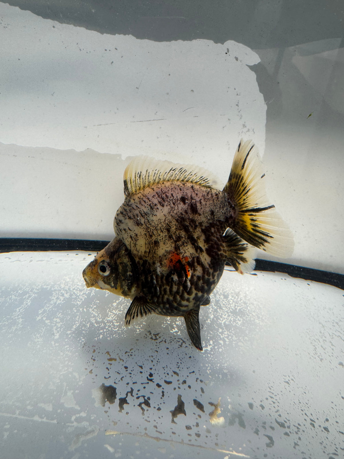 Calico Ryukin. WVF1022