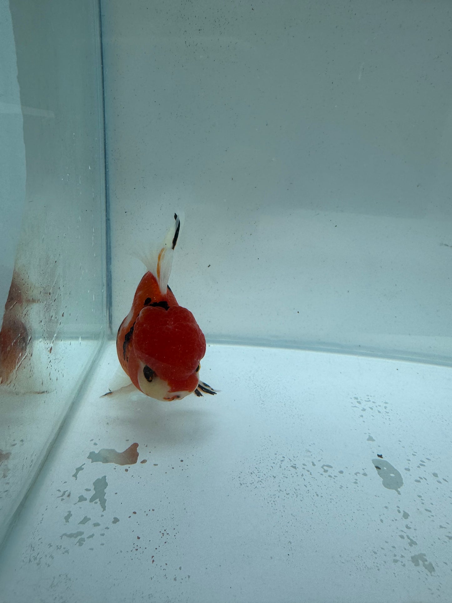 Red Tiger Calico Oranda.WVF222