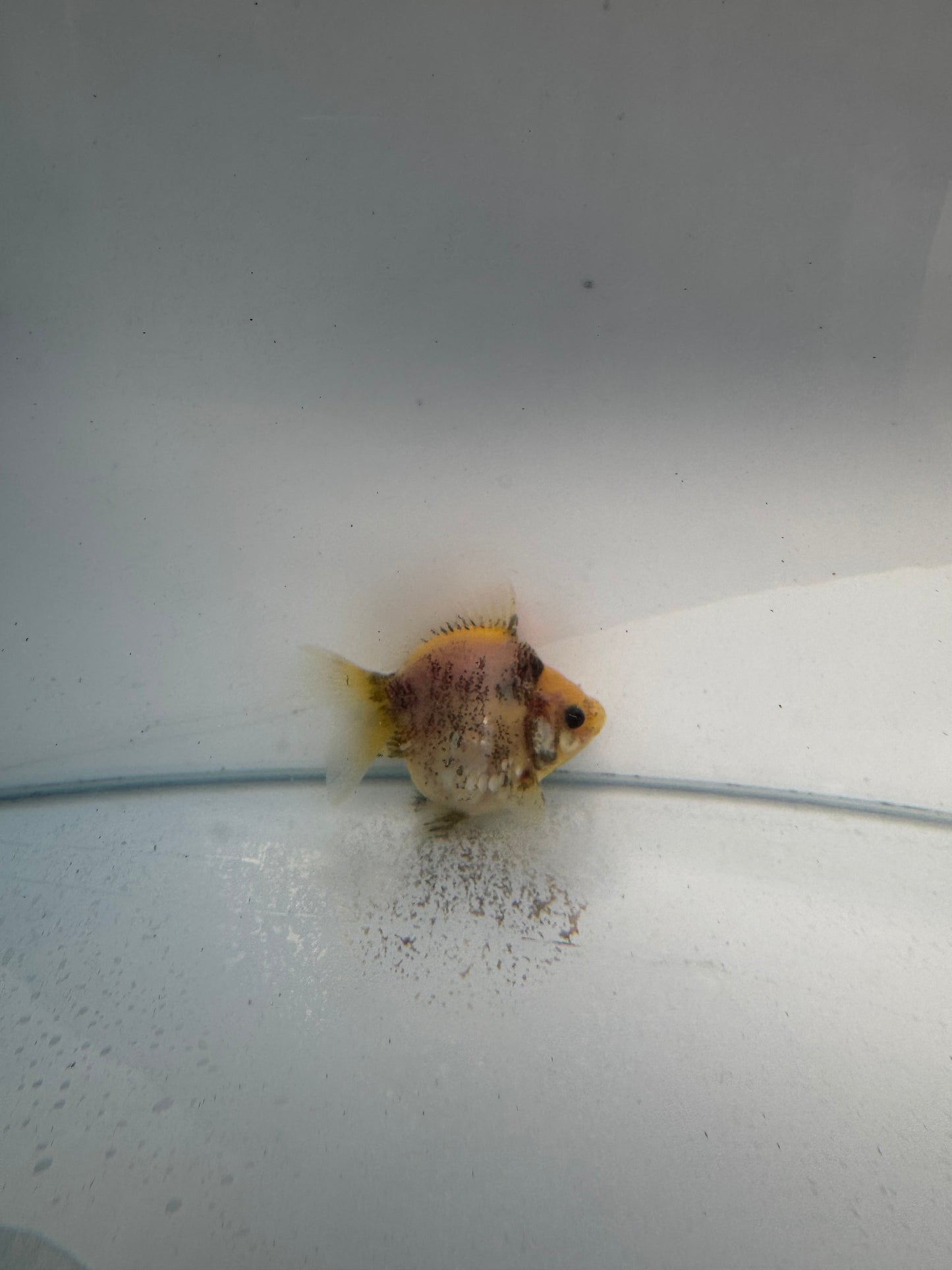 Calico Ryukin. WVF157