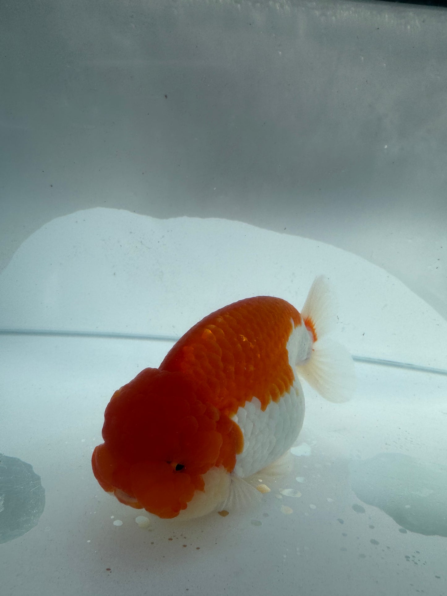 Red&white Ranchu. WVF192