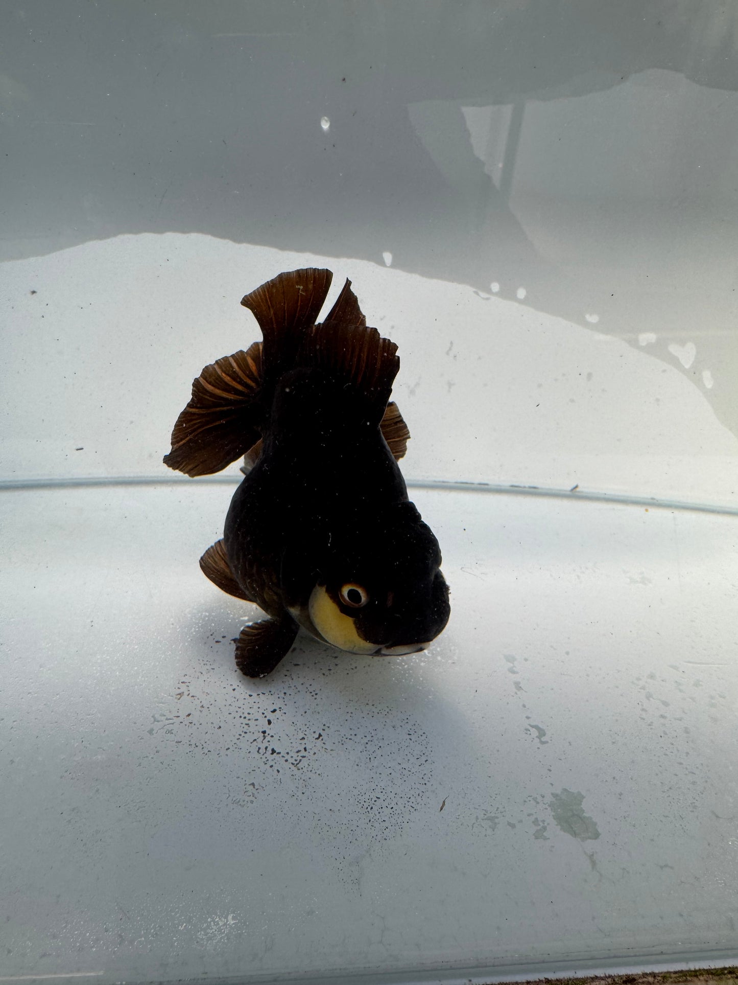 Panda Oranda. WVF325,direct from Nana goldfish farm
