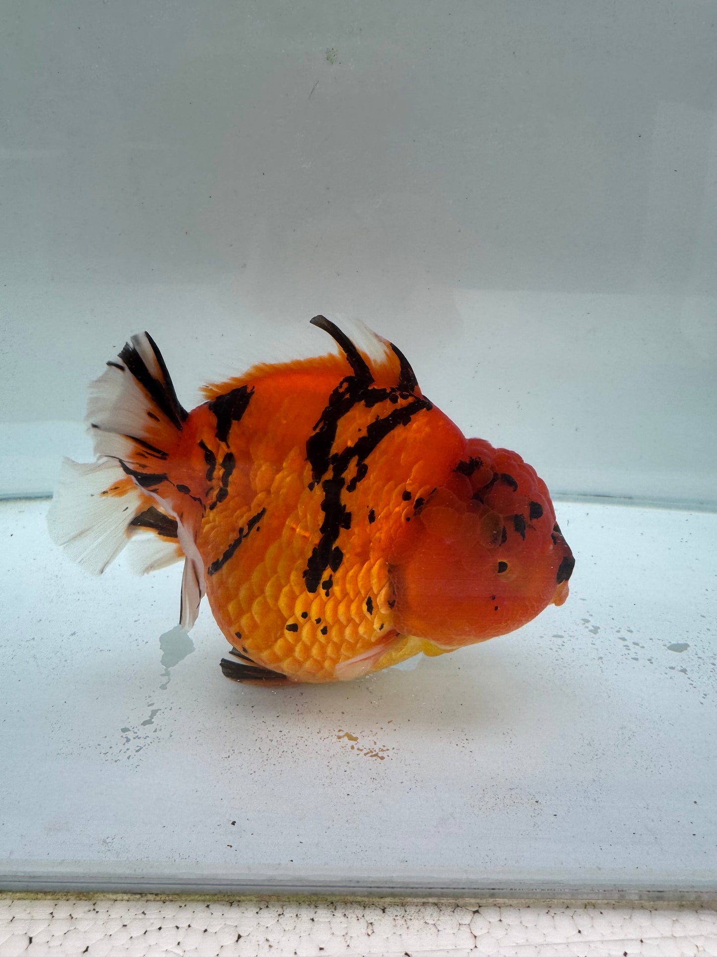 Red Tiger Oranda. WVF248 direct from Meng Lee