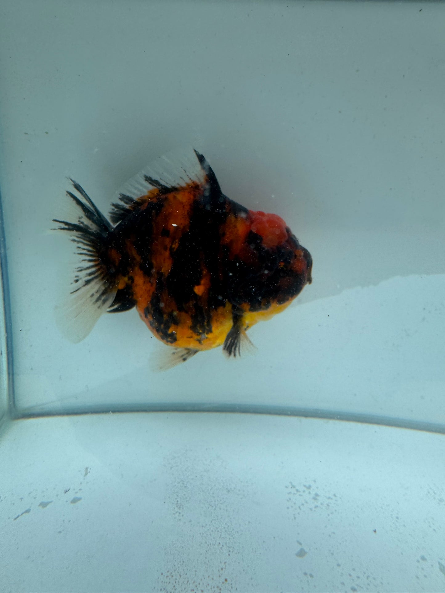 Red Tiger Oranda direct from Meng Lee. WVF219