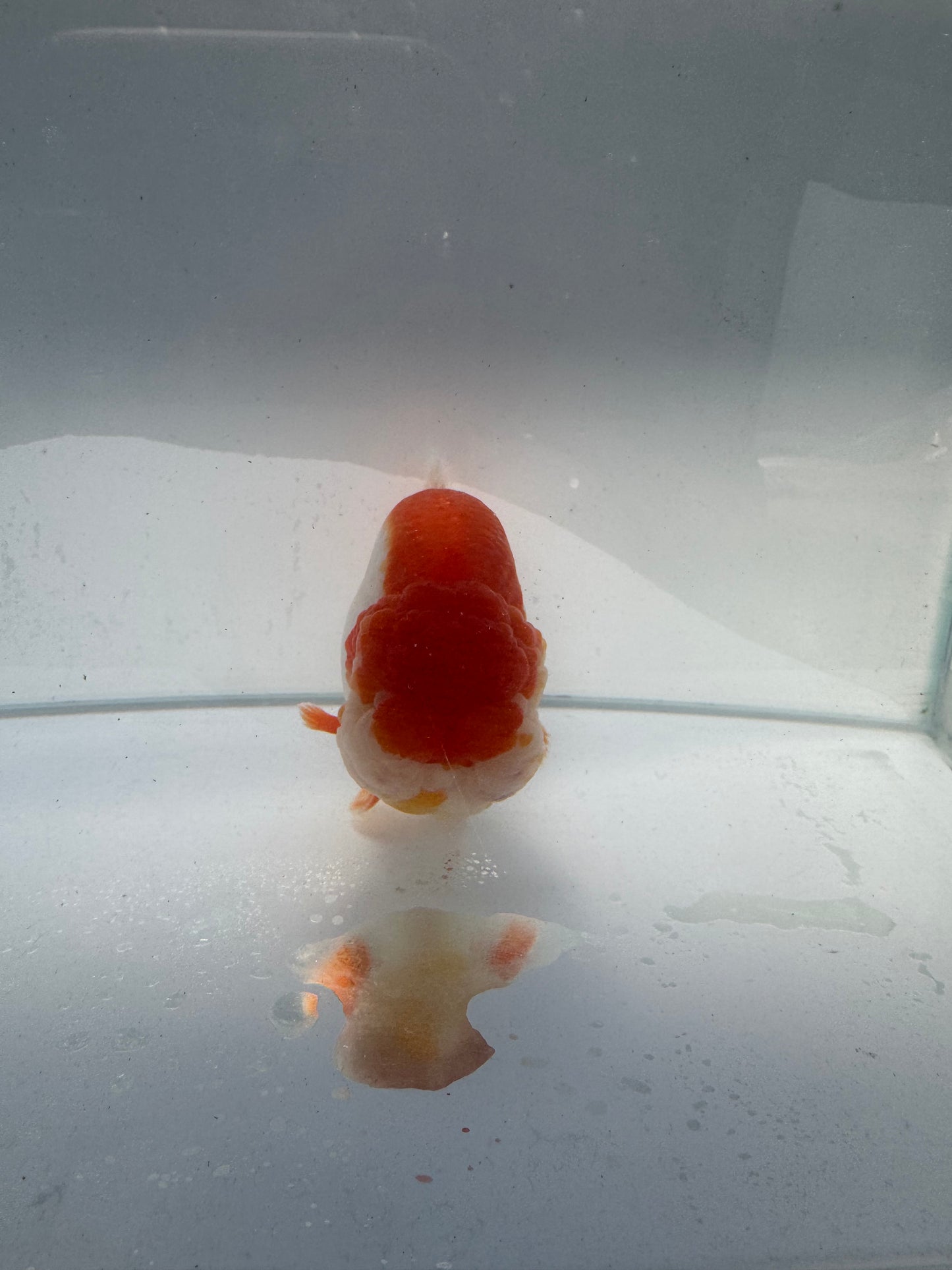 Red&white Ranchu. WVF189