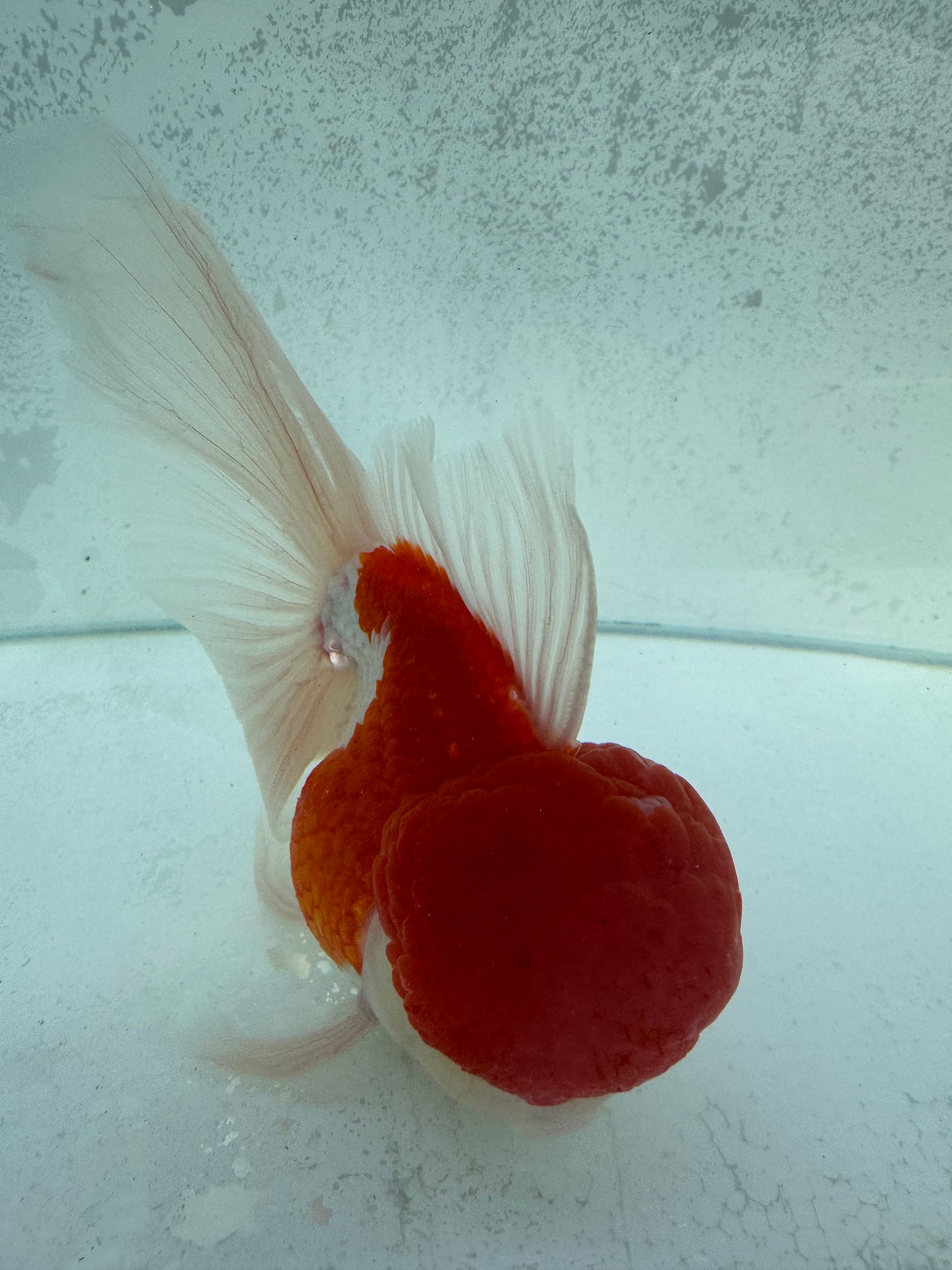 Red&white Oranda. WVF371