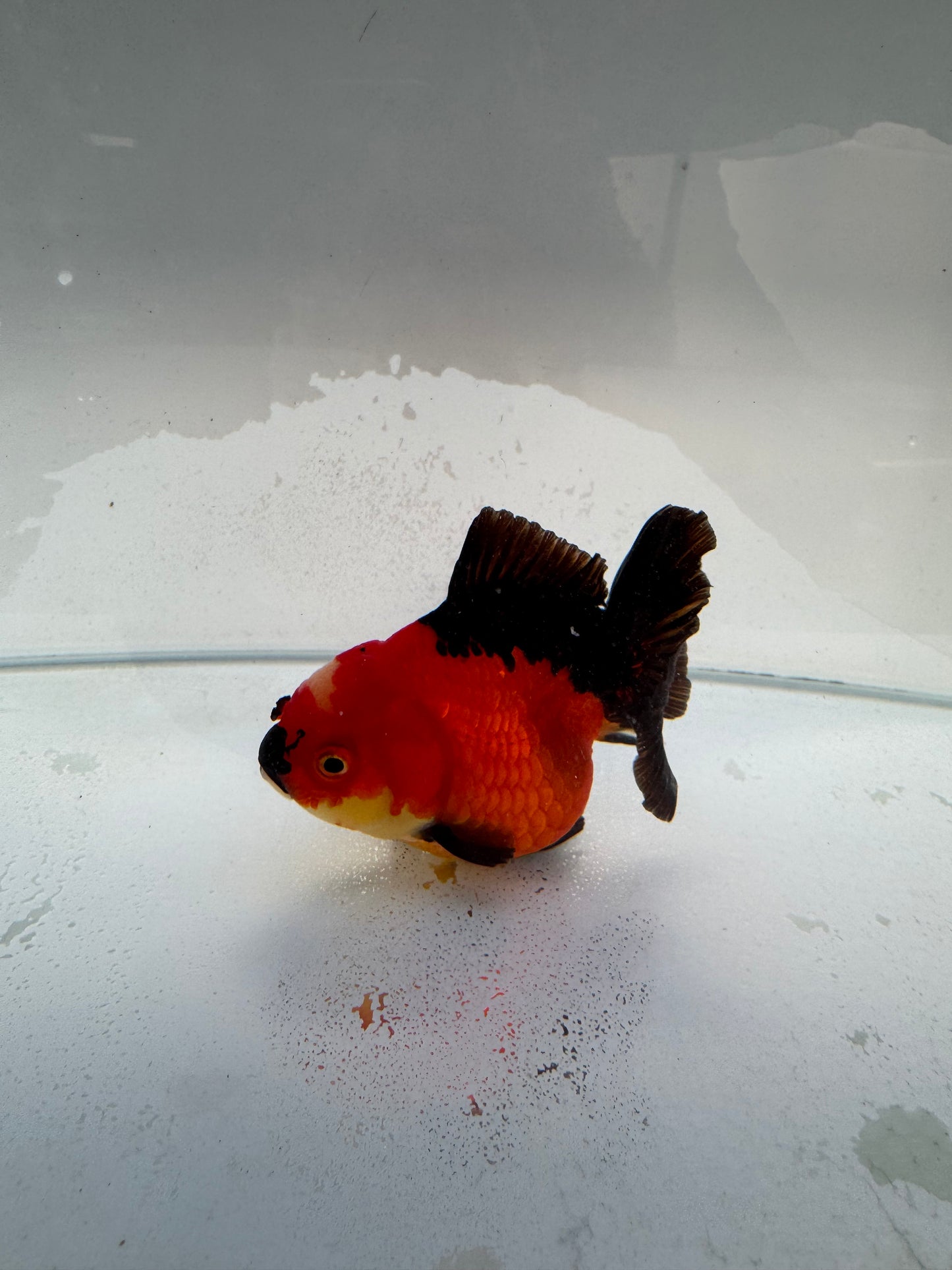 Tricolour Oranda. WVF318,direct from nana goldfish farm