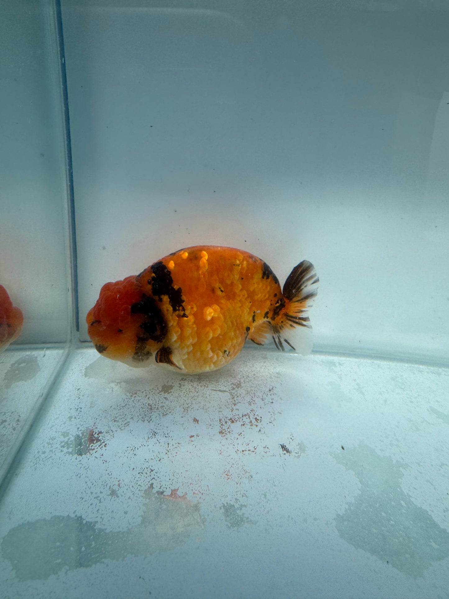 Red Tiger Ranchu. WVF169,Direct from Meng Lee