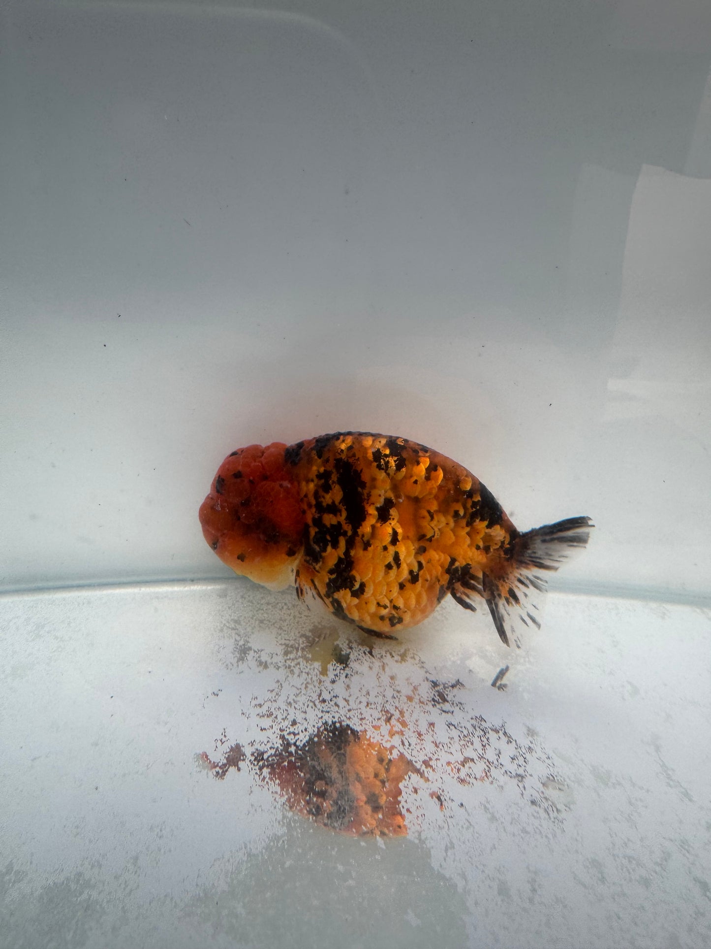 Red Tiger Ranchu. WVF167, Direct from Meng Lee