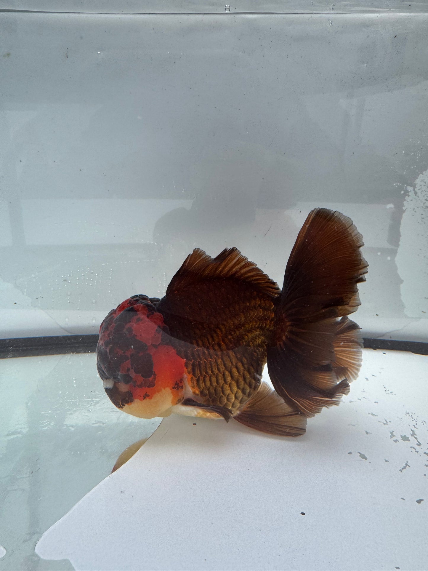 Tricolour Oranda WVF384
