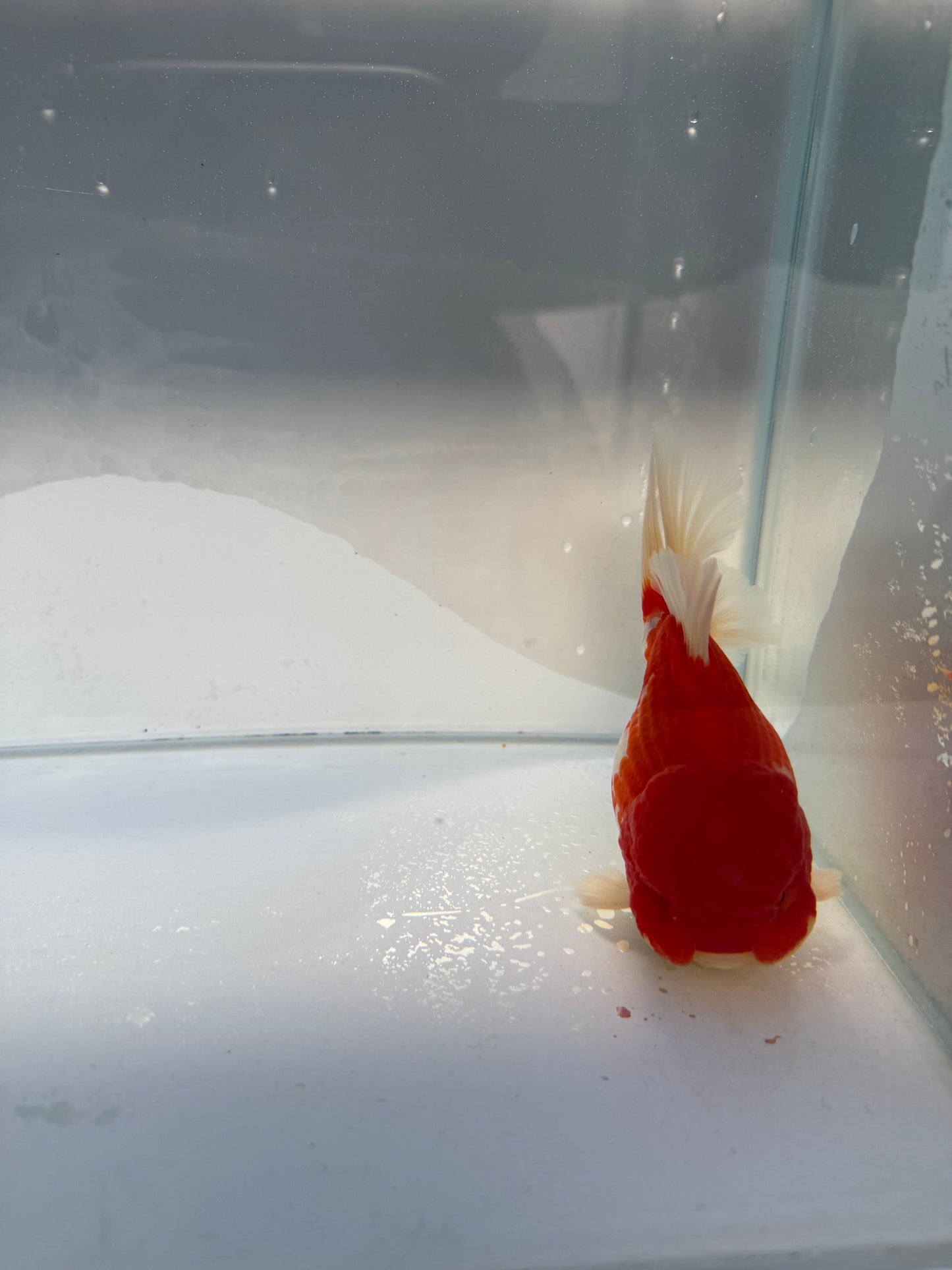 Red&white shogun Oranda WVF336