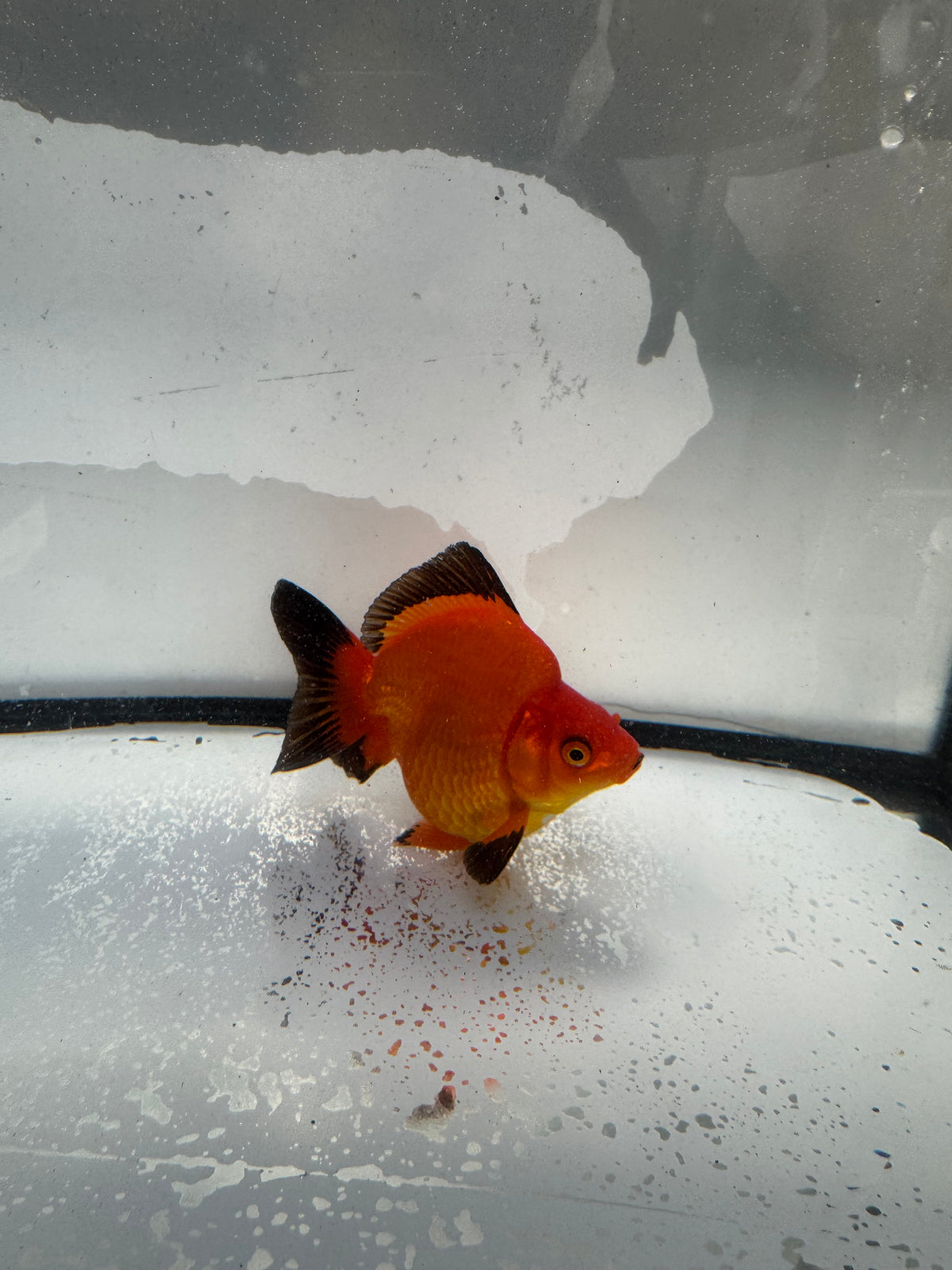 Red Ryukin. WVF1032