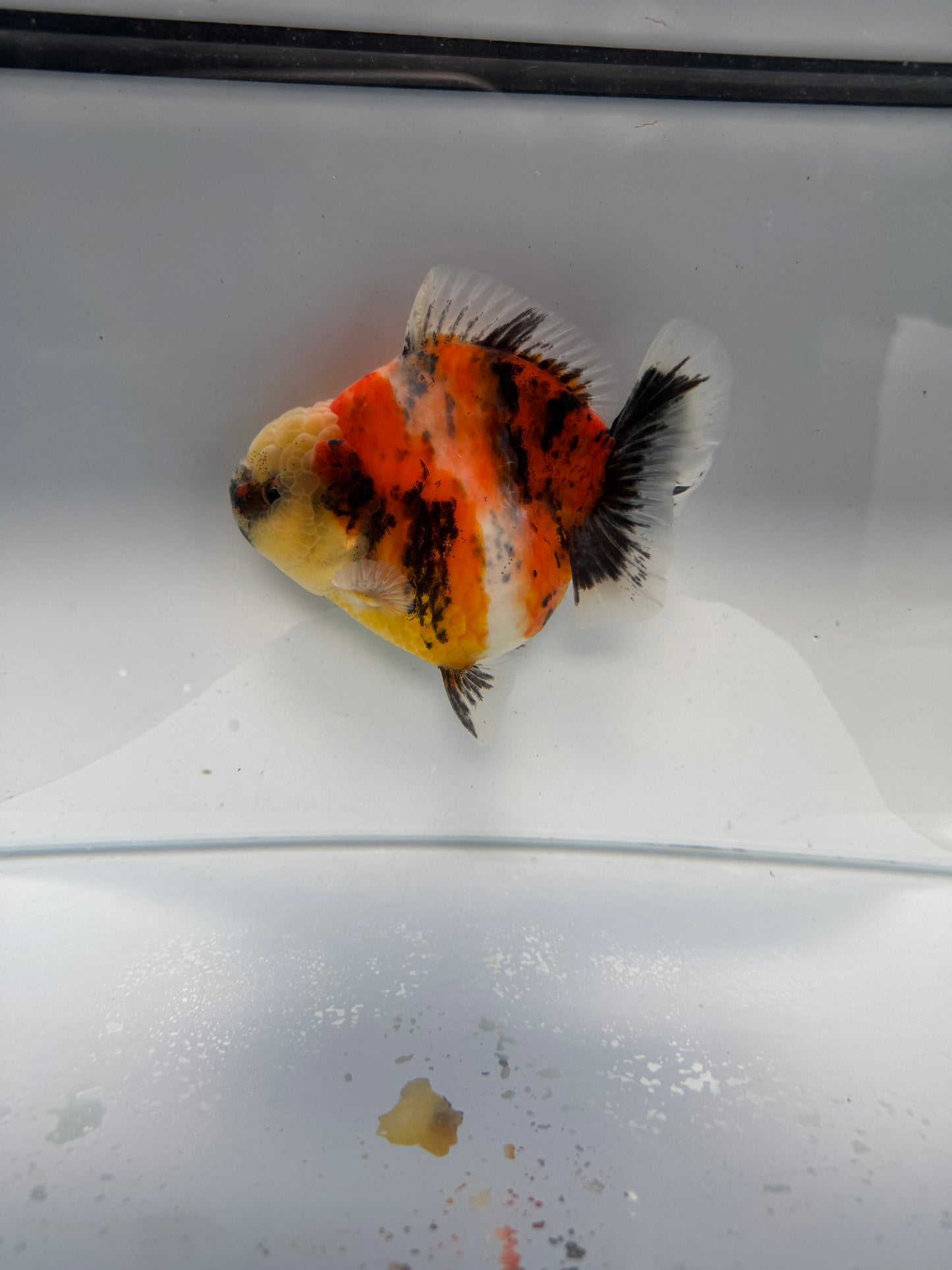 Calico Oranda direct from Meng Lee WVF211