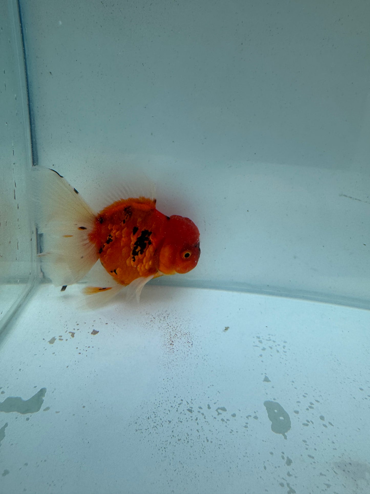 Red Tiger Oranda. WVF225