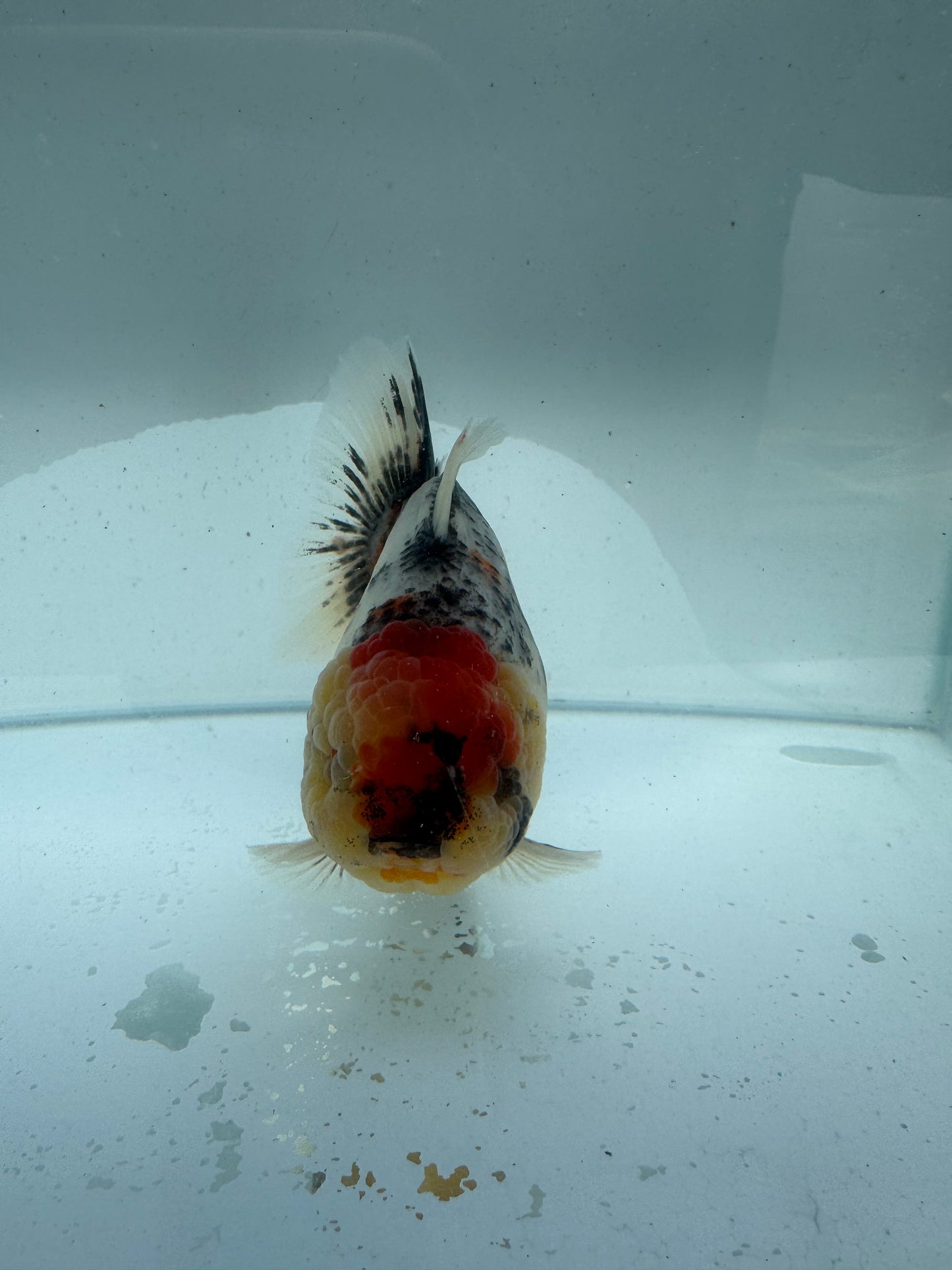 Oranda direct from Meng Lee. WVF218