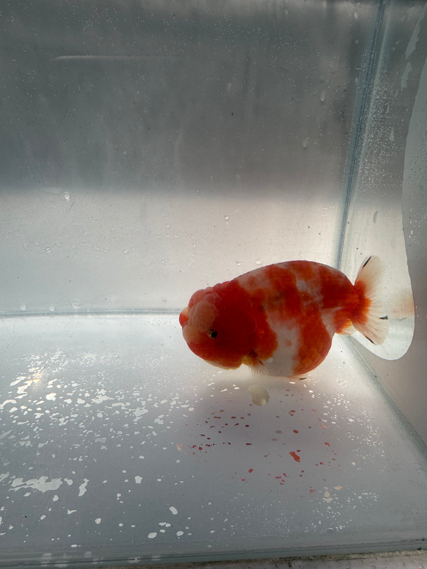 Sakura ranchu direct from Meng Lee. WVF210